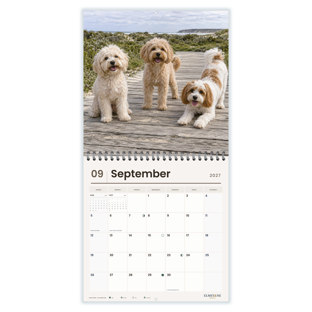 Moodles___Maltipoos_-_649310203420_-_04-september-open-white.jpg