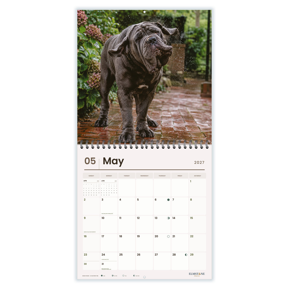 Neapolitan_Mastiffs_-_649310203130_-_03-may-open-white.jpg