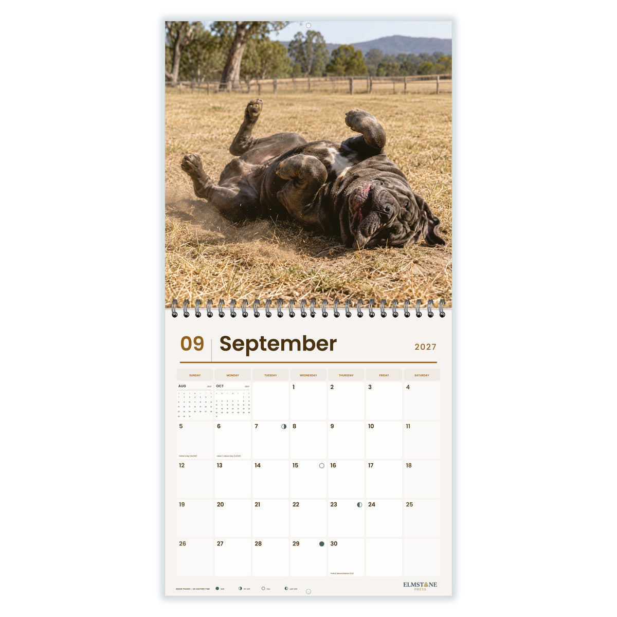 Neapolitan_Mastiffs_-_649310203130_-_04-september-open-white.jpg