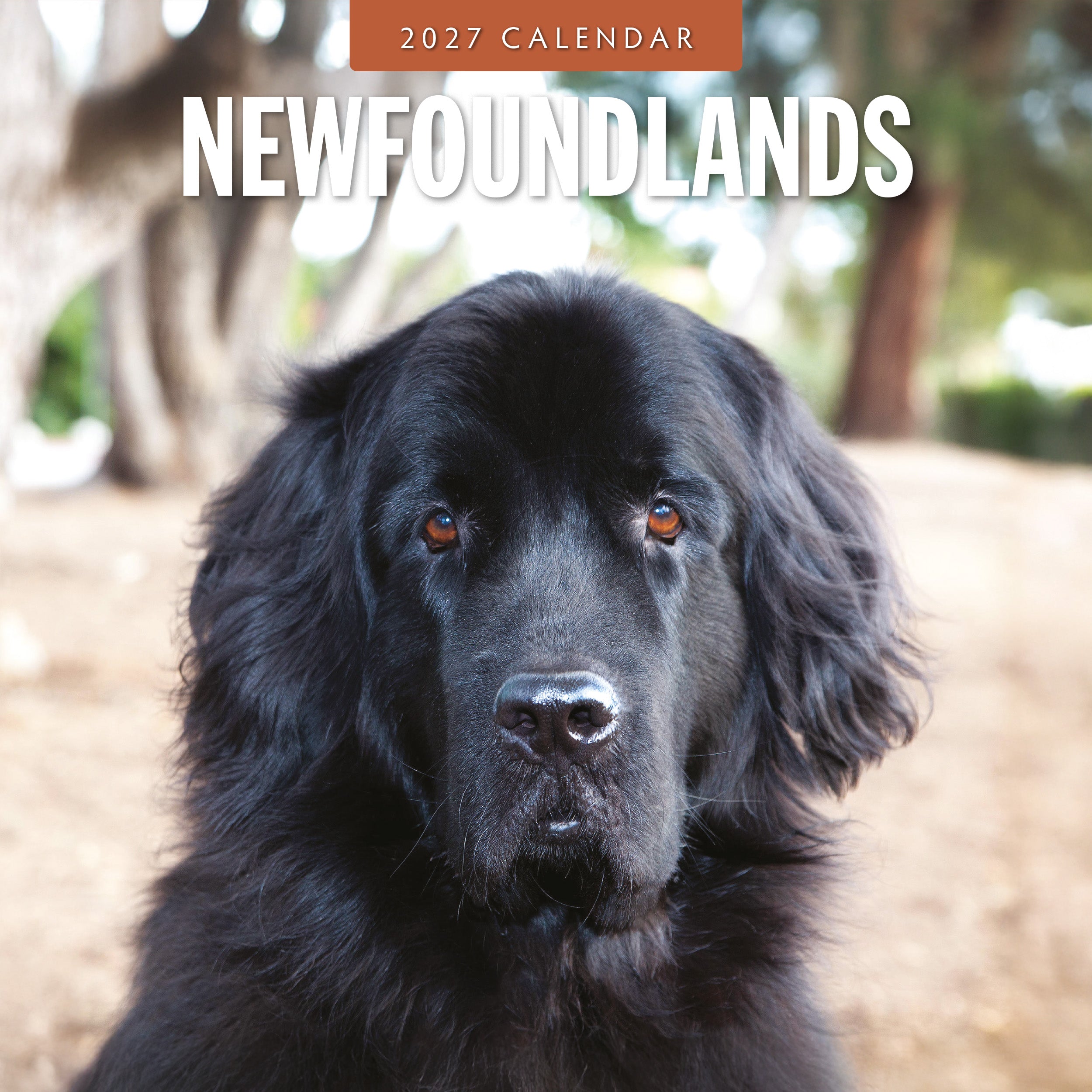 2027 Newfoundlands - Square Wall Calendar