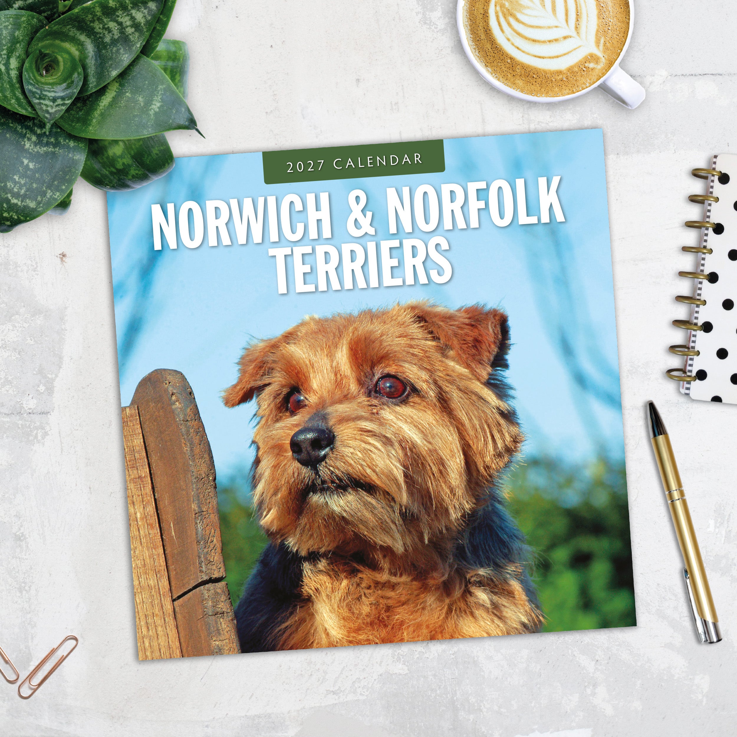 2027 Norwich & Norfolk Terriers - Square Wall Calendar