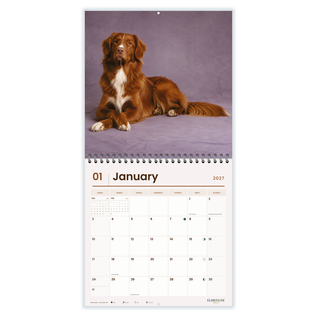 Nova_Scotia_Duck_Tolling_Retrievers_-_649310203437_-_02-january-open-white.jpg
