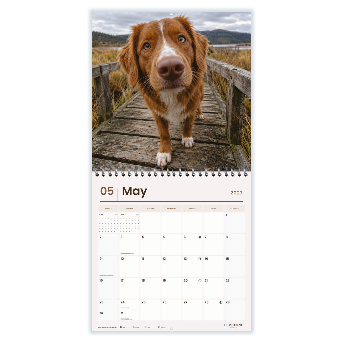 Nova_Scotia_Duck_Tolling_Retrievers_-_649310203437_-_03-may-open-white.jpg
