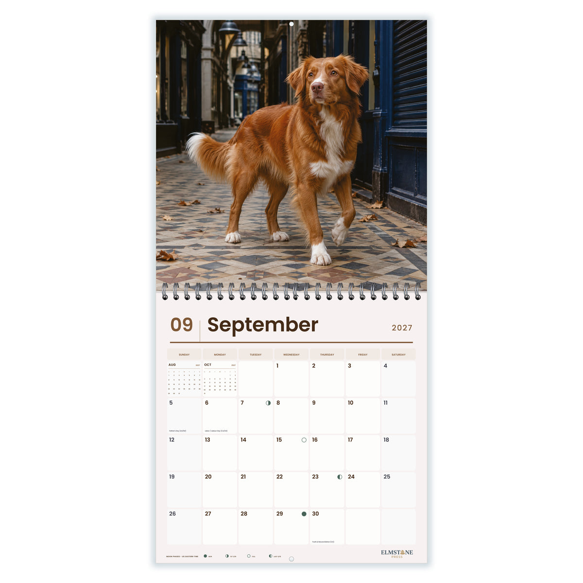 Nova_Scotia_Duck_Tolling_Retrievers_-_649310203437_-_04-september-open-white.jpg
