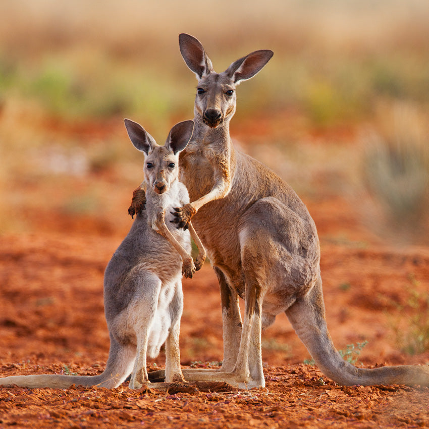 2027 Our Australia Native Animals - Square Wall Calendar