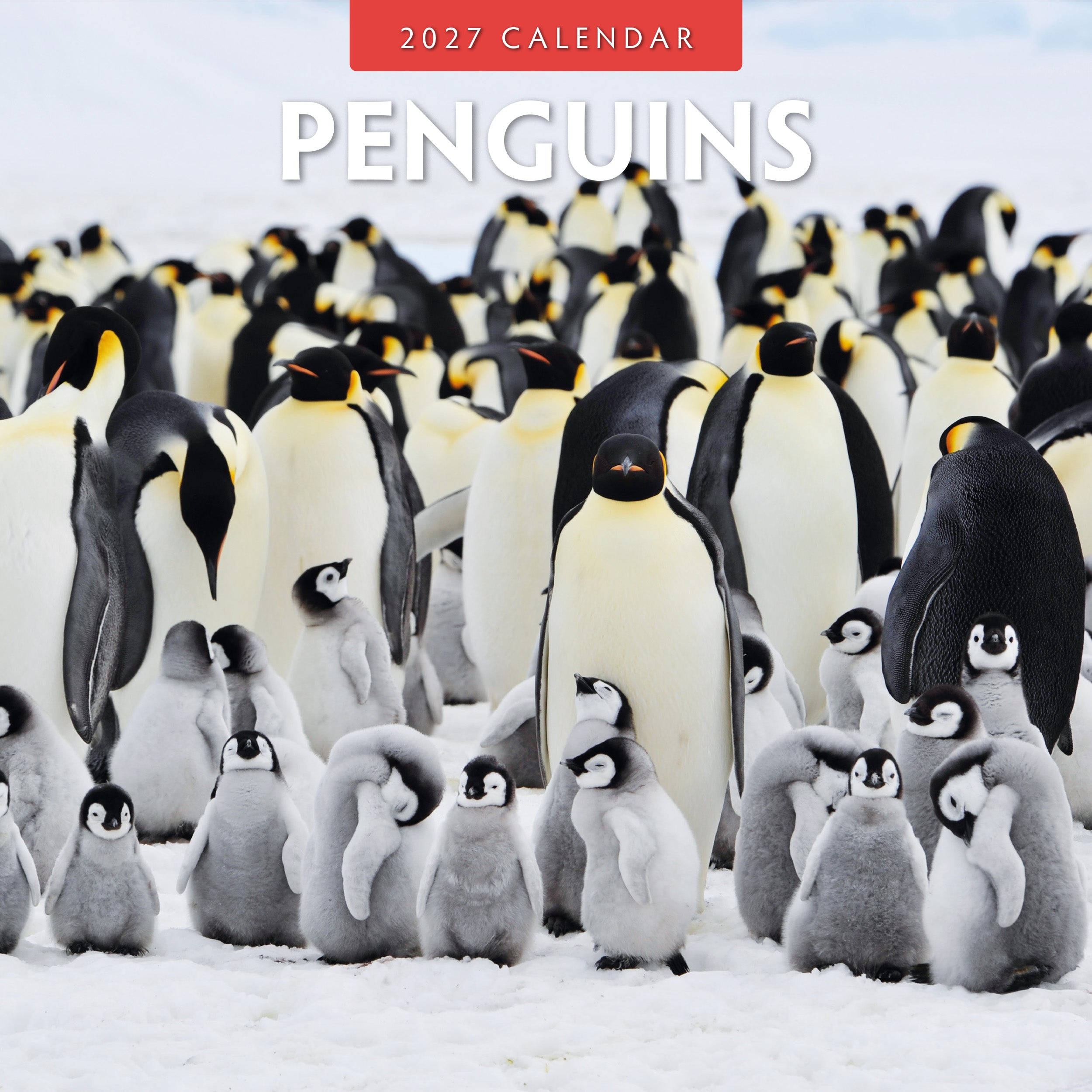 2027 Penguins - Square Wall Calendar