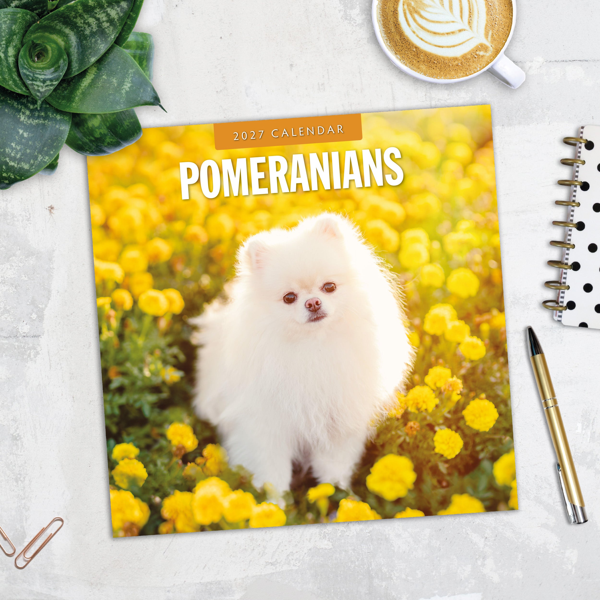 2027 Pomeranians - Square Wall Calendar