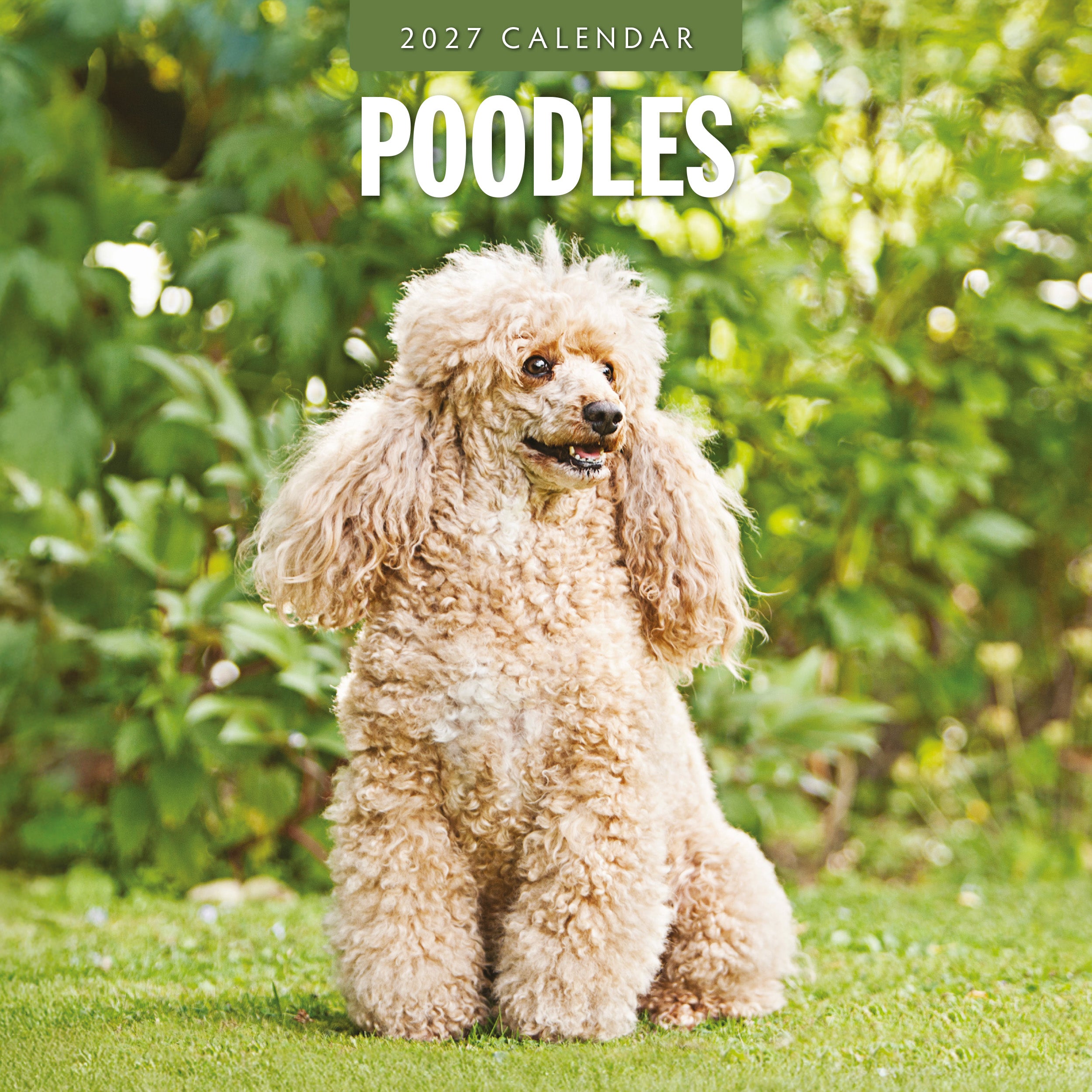2027 Poodles - Square Wall Calendar