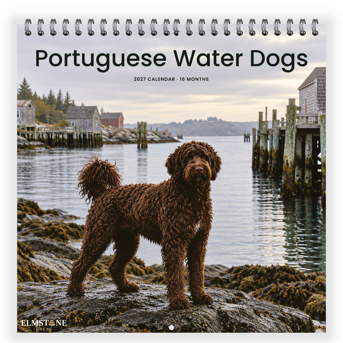 Portuguese_Water_Dogs_-_649310203451_-_01-front-cover-white.jpg