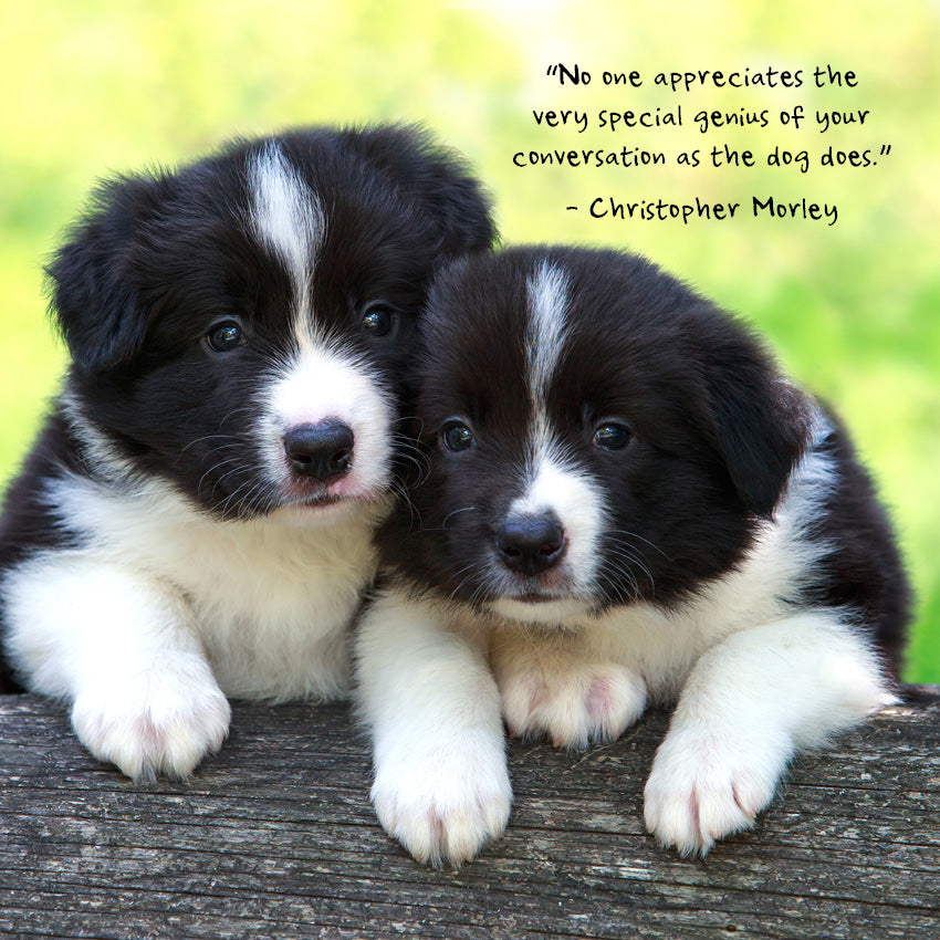 2027 Puppies - Square Wall Calendar