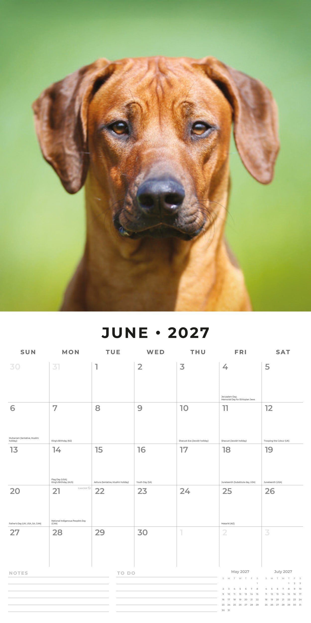 2027 Rhodesian Ridgebacks - Square Wall Calendar