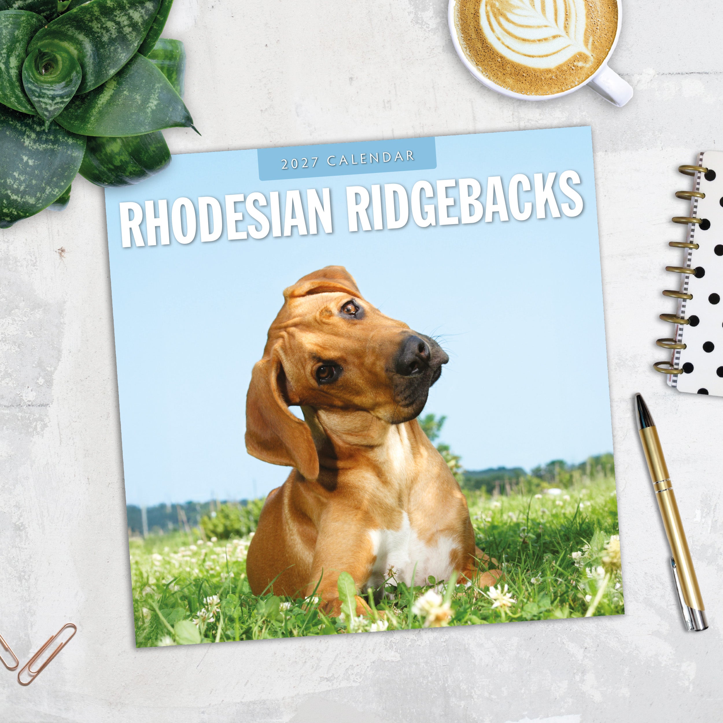 2027 Rhodesian Ridgebacks - Square Wall Calendar