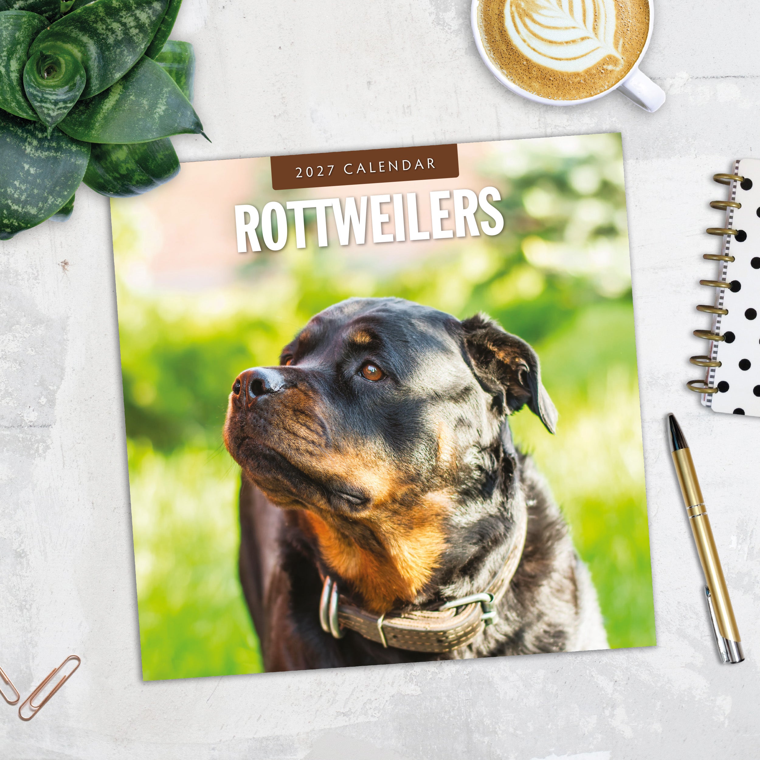 2027 Rottweilers - Square Wall Calendar