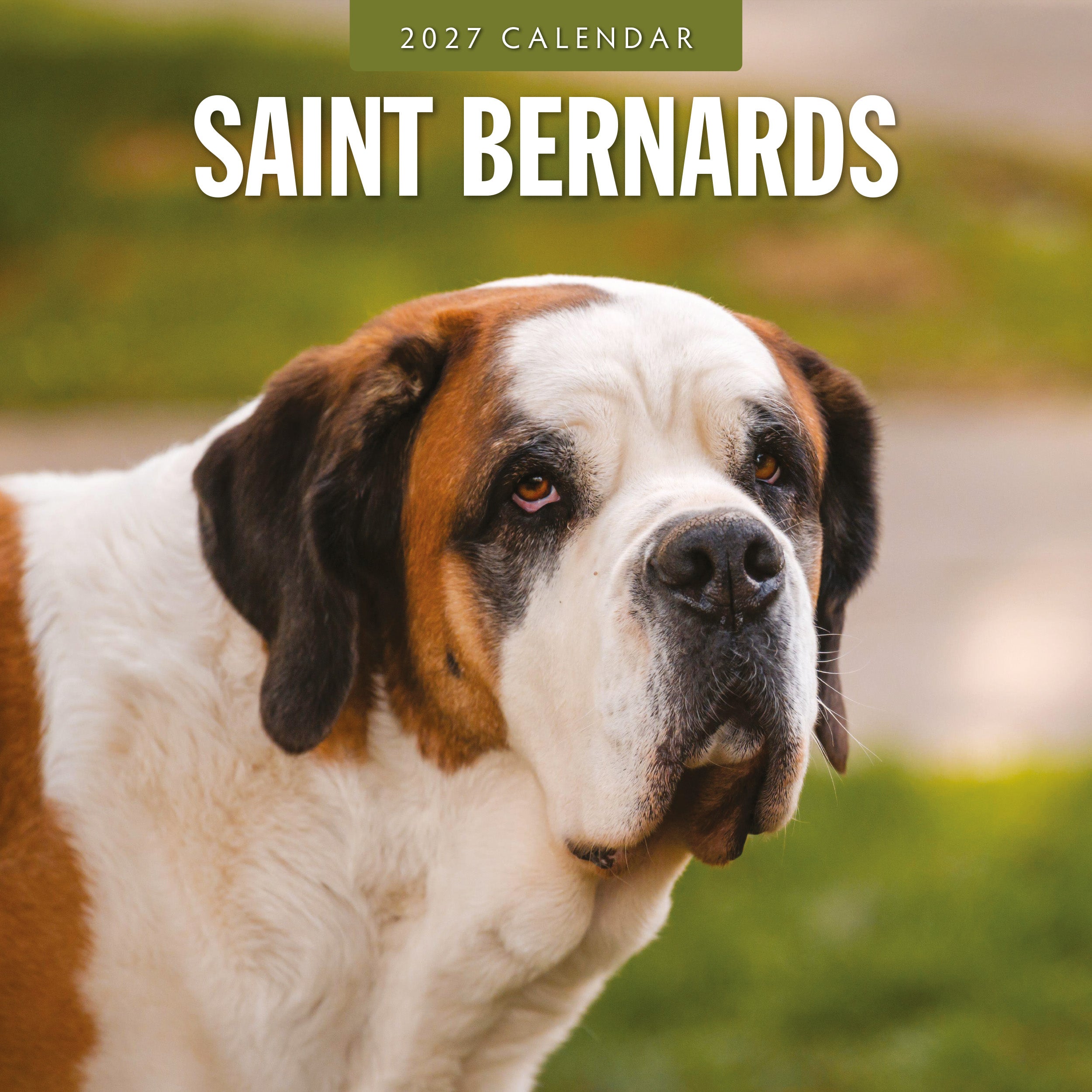 2027 Saint Bernards - Square Wall Calendar