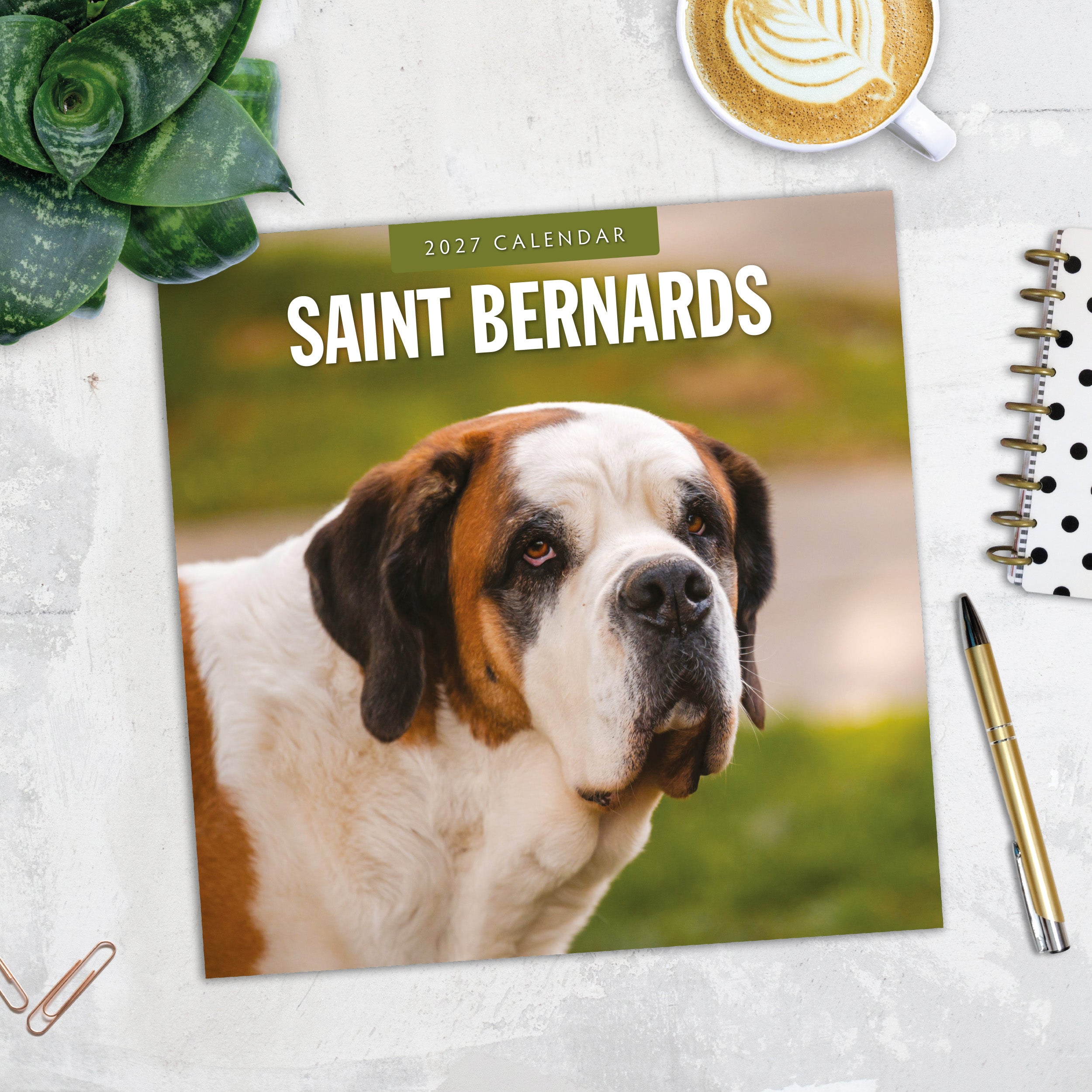 2027 Saint Bernards - Square Wall Calendar