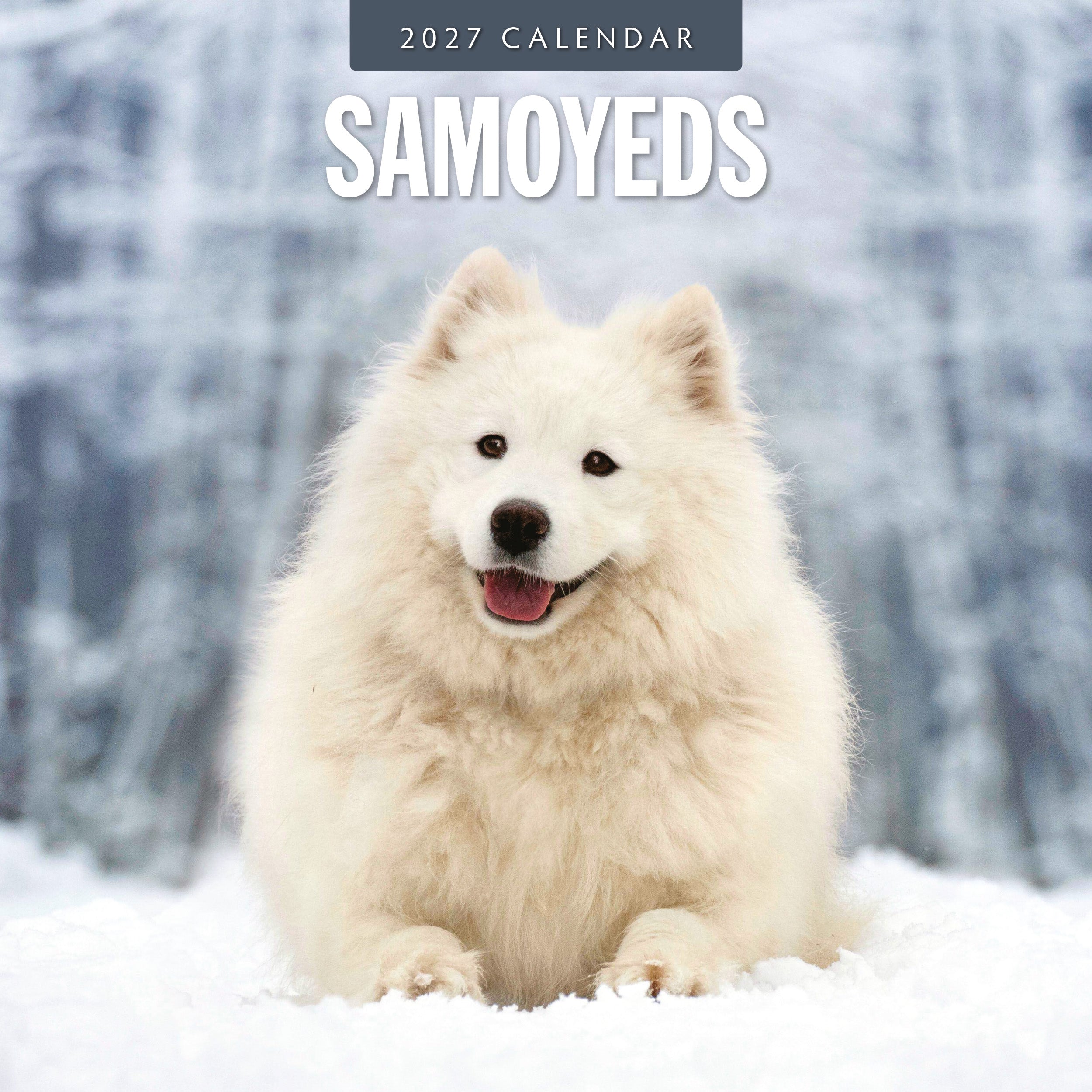 2027 Samoyeds - Square Wall Calendar