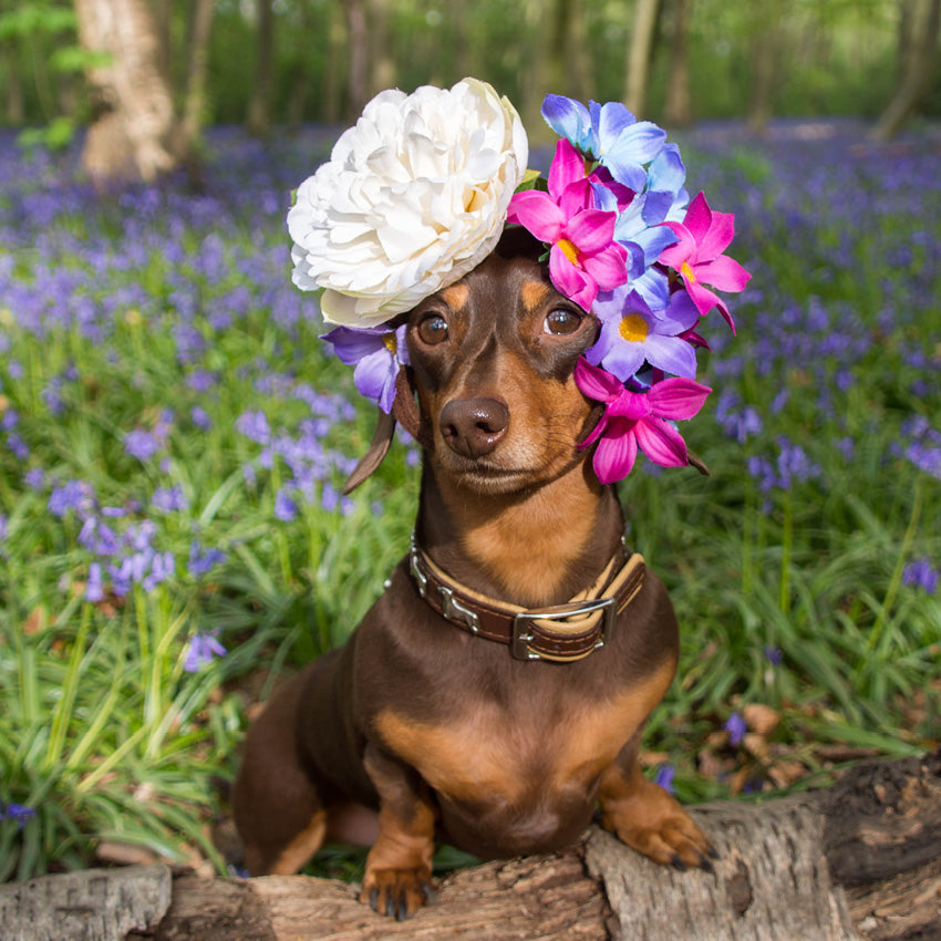 2027 Sausage Dogs - Square Wall Calendar