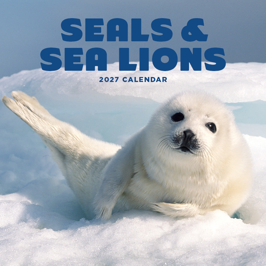 2027 Seals and Sea Lions - Square Wall Calendar