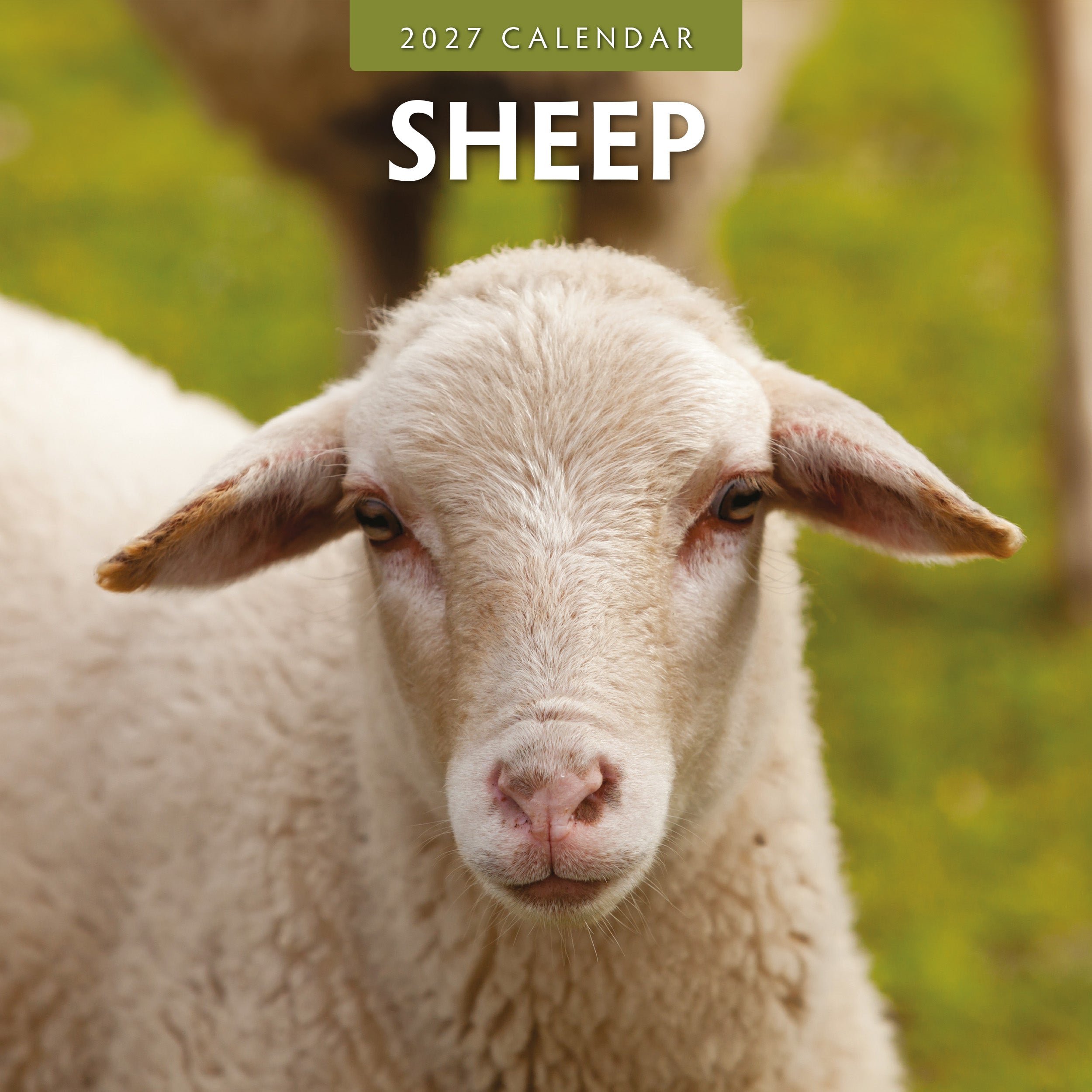 2027 Sheep - Square Wall Calendar
