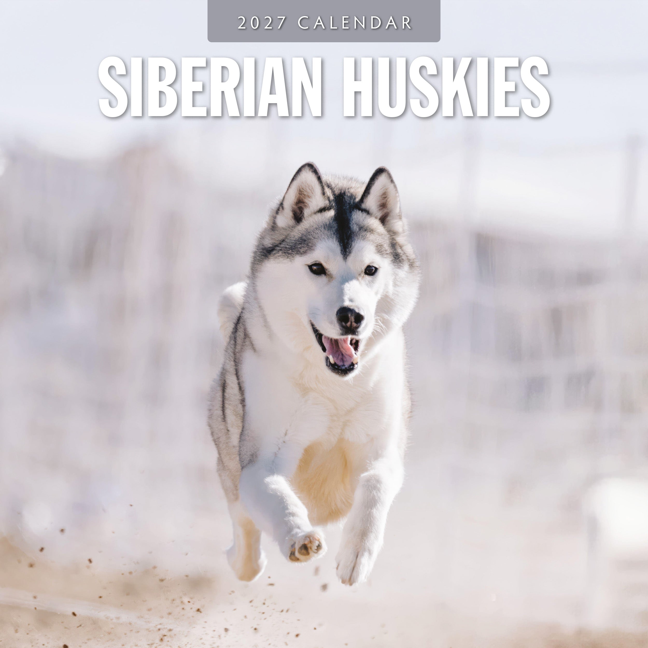 2027 Siberian Huskies - Square Wall Calendar