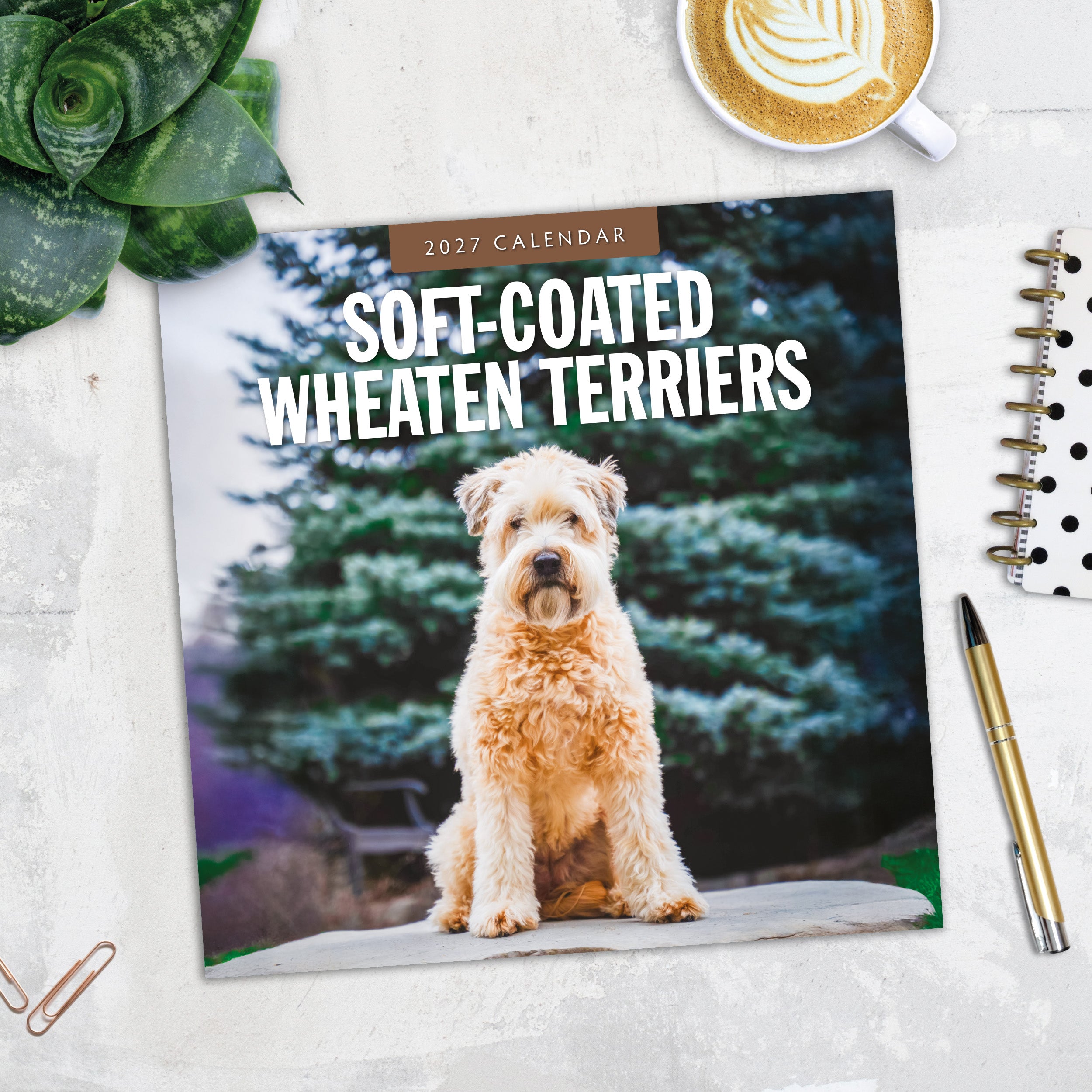 2027 Soft-coated Wheaten Terriers - Square Wall Calendar
