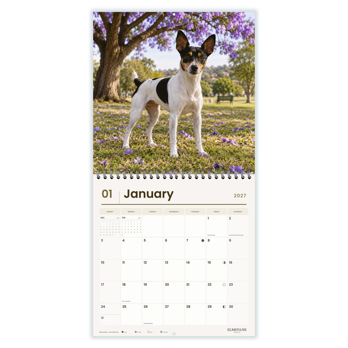 Tenterfield_Terriers_-_649310202911_-_02-january-open-white.jpg