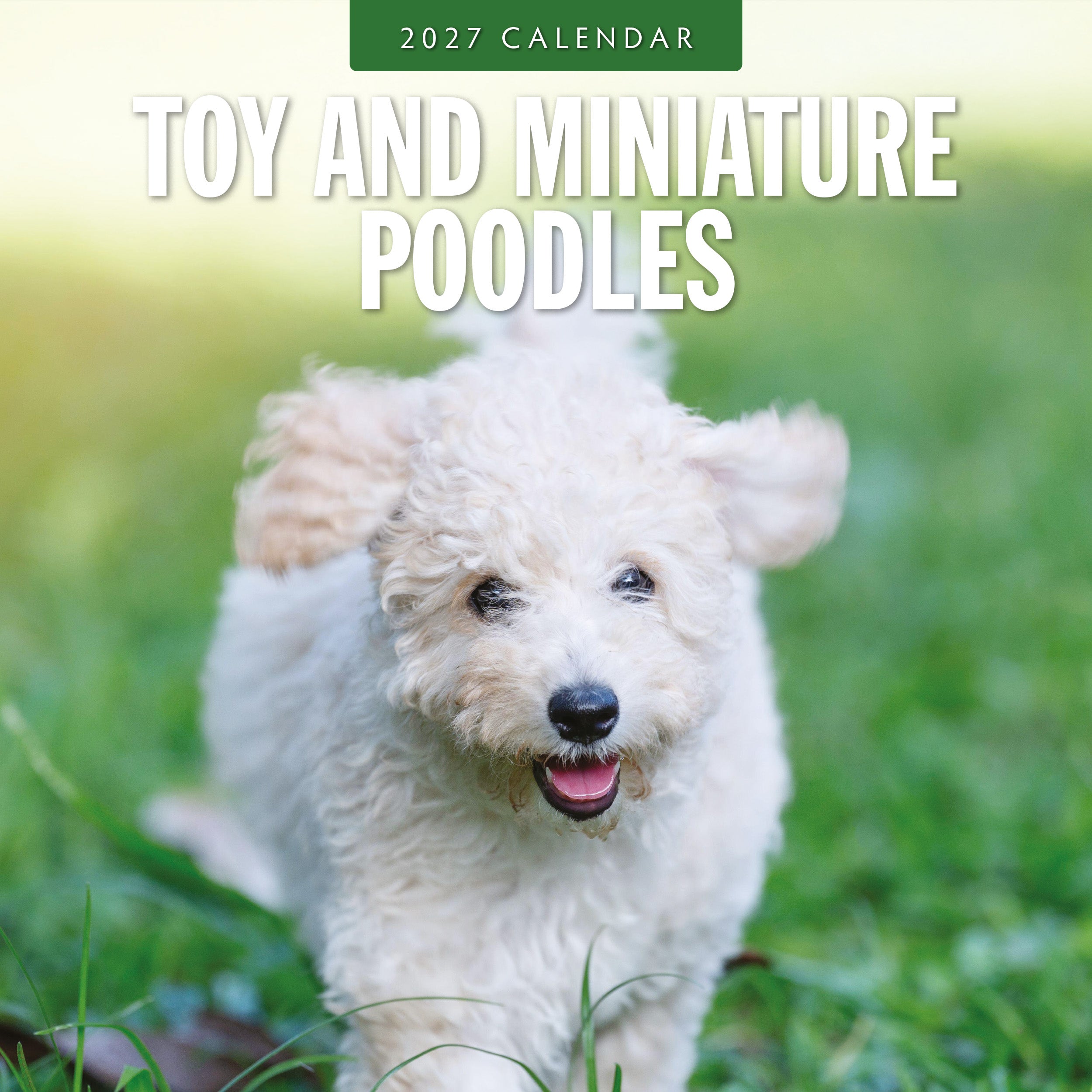 2027 Toy and Miniature Poodles - Square Wall Calendar