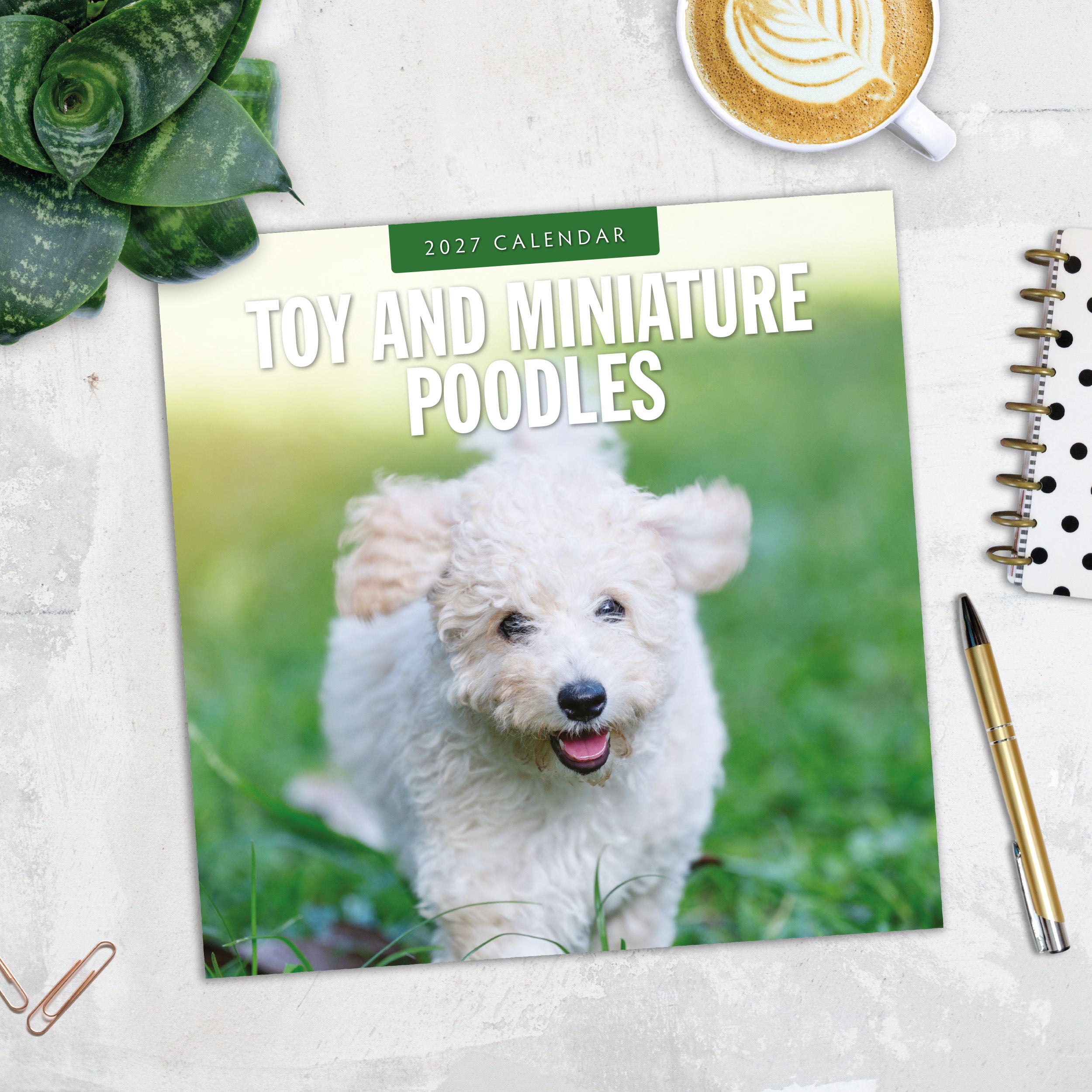 2027 Toy and Miniature Poodles - Square Wall Calendar