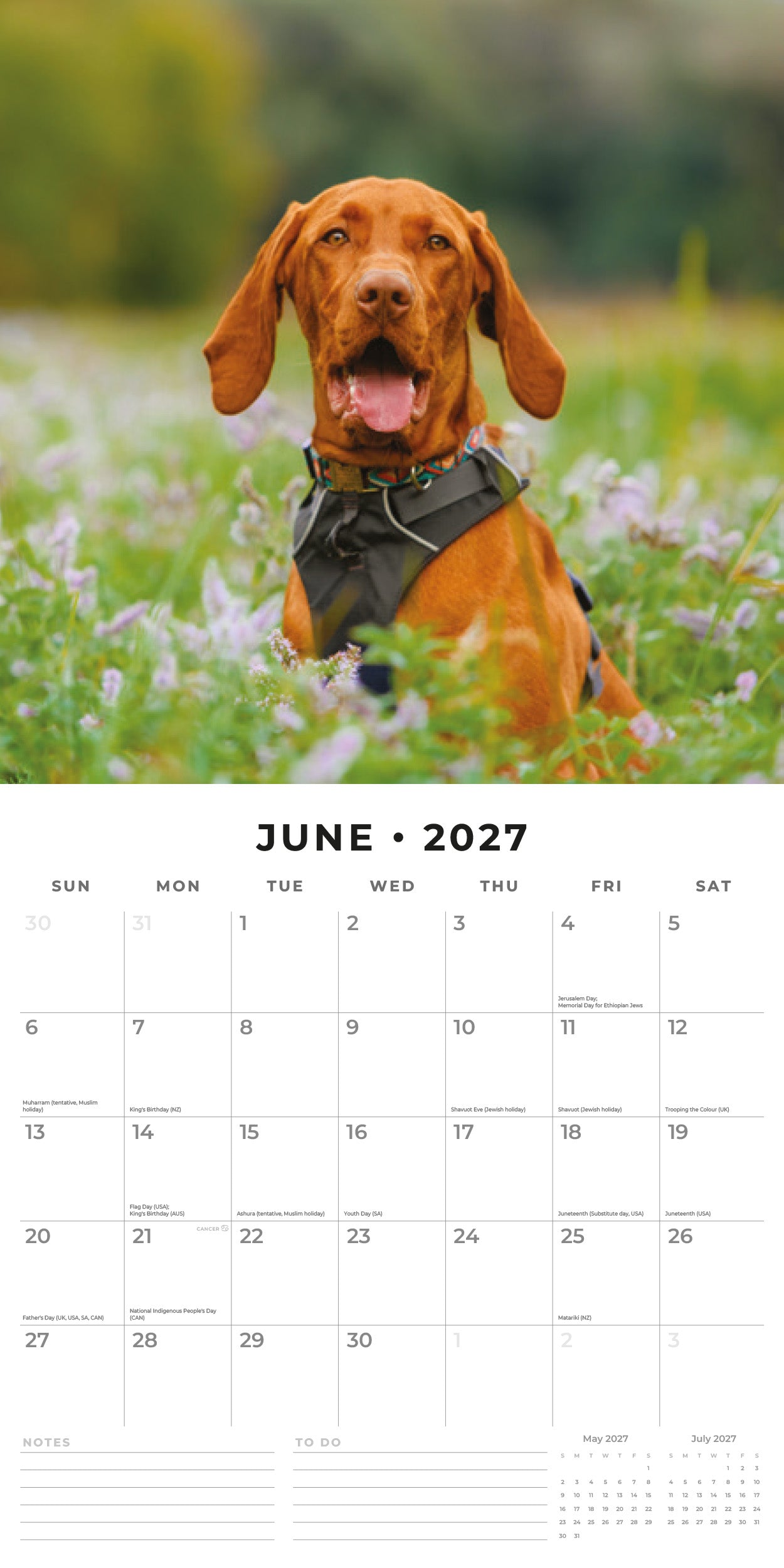 2027 Vizslas - Square Wall Calendar