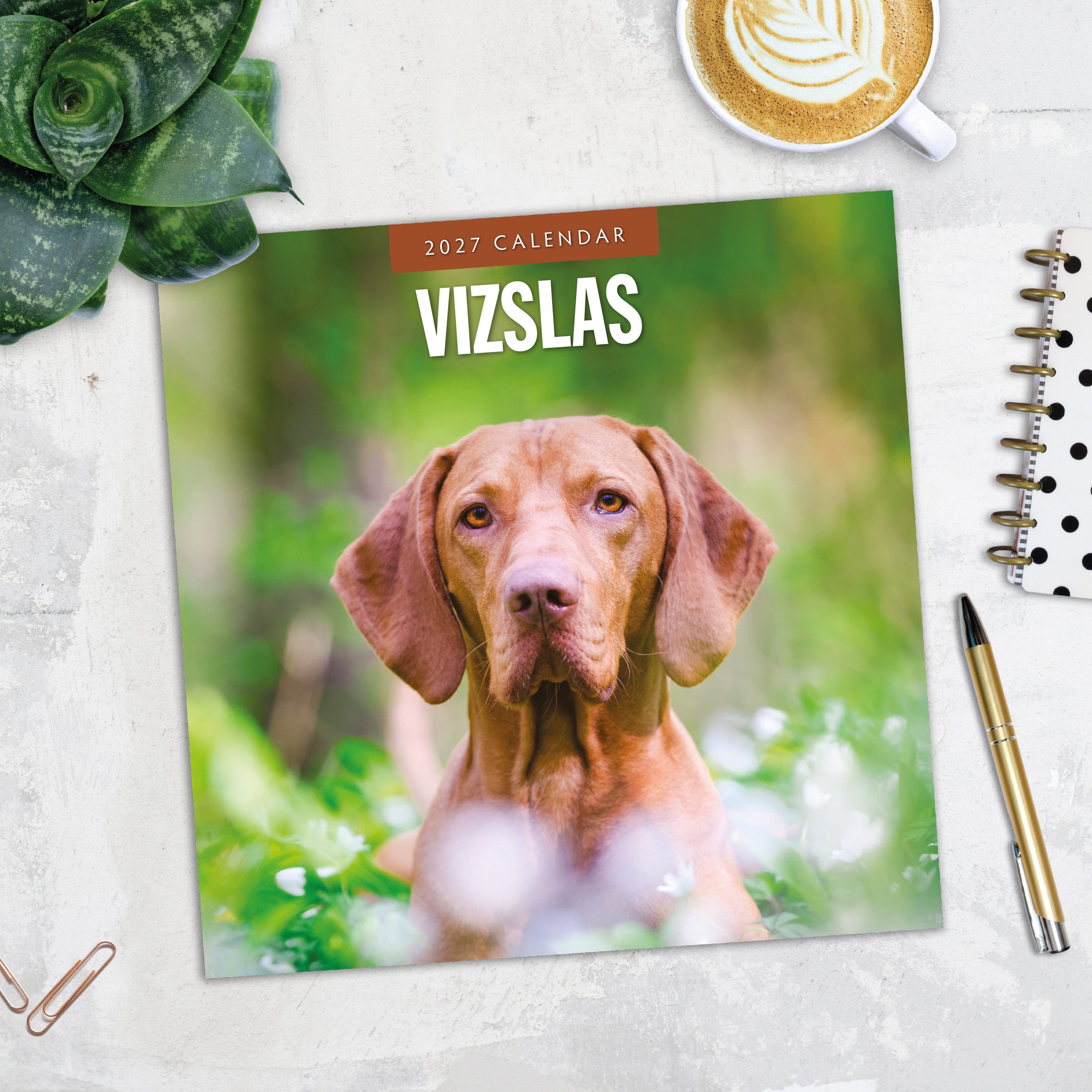 2027 Vizslas - Square Wall Calendar