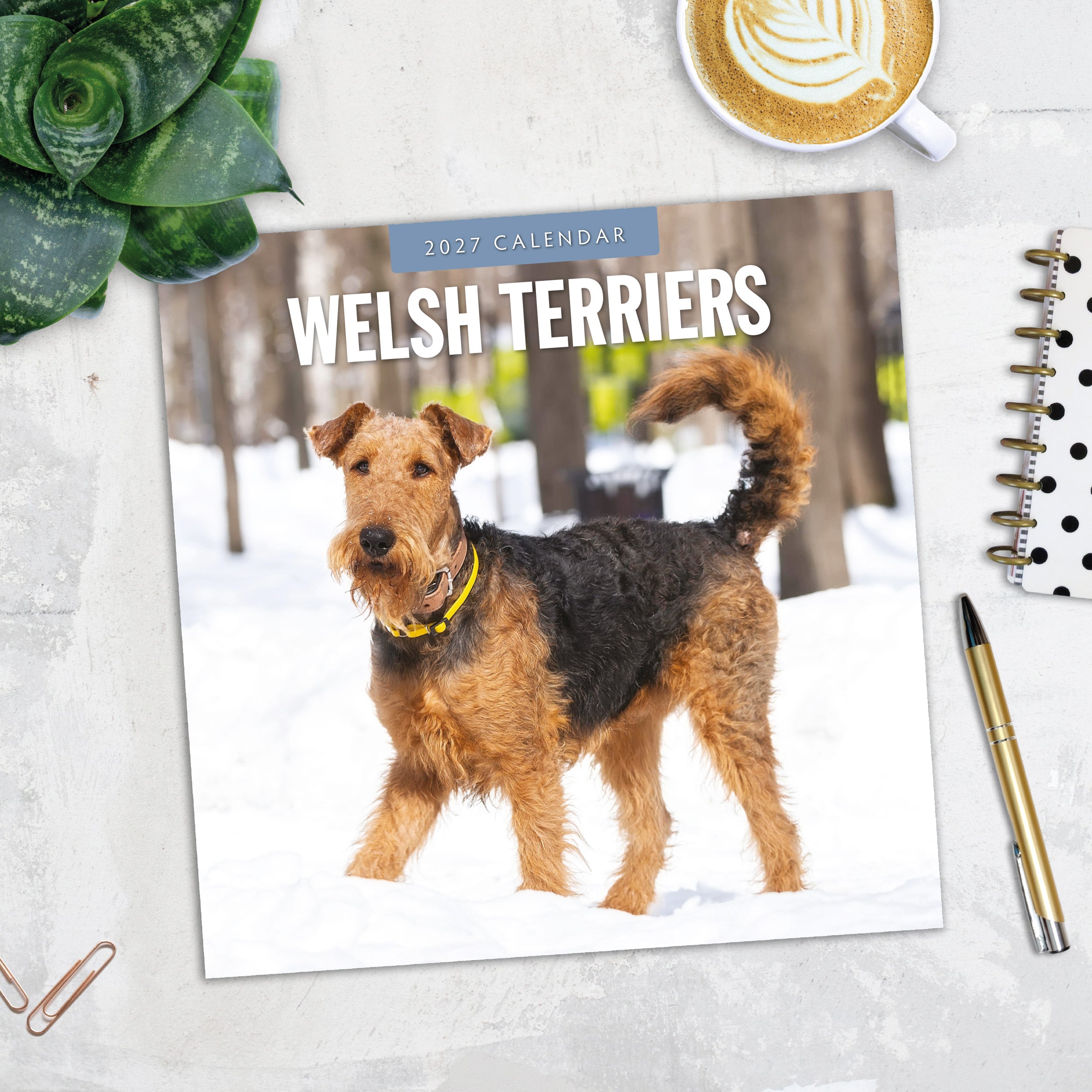 2027 Welsh Terriers - Square Wall Calendar