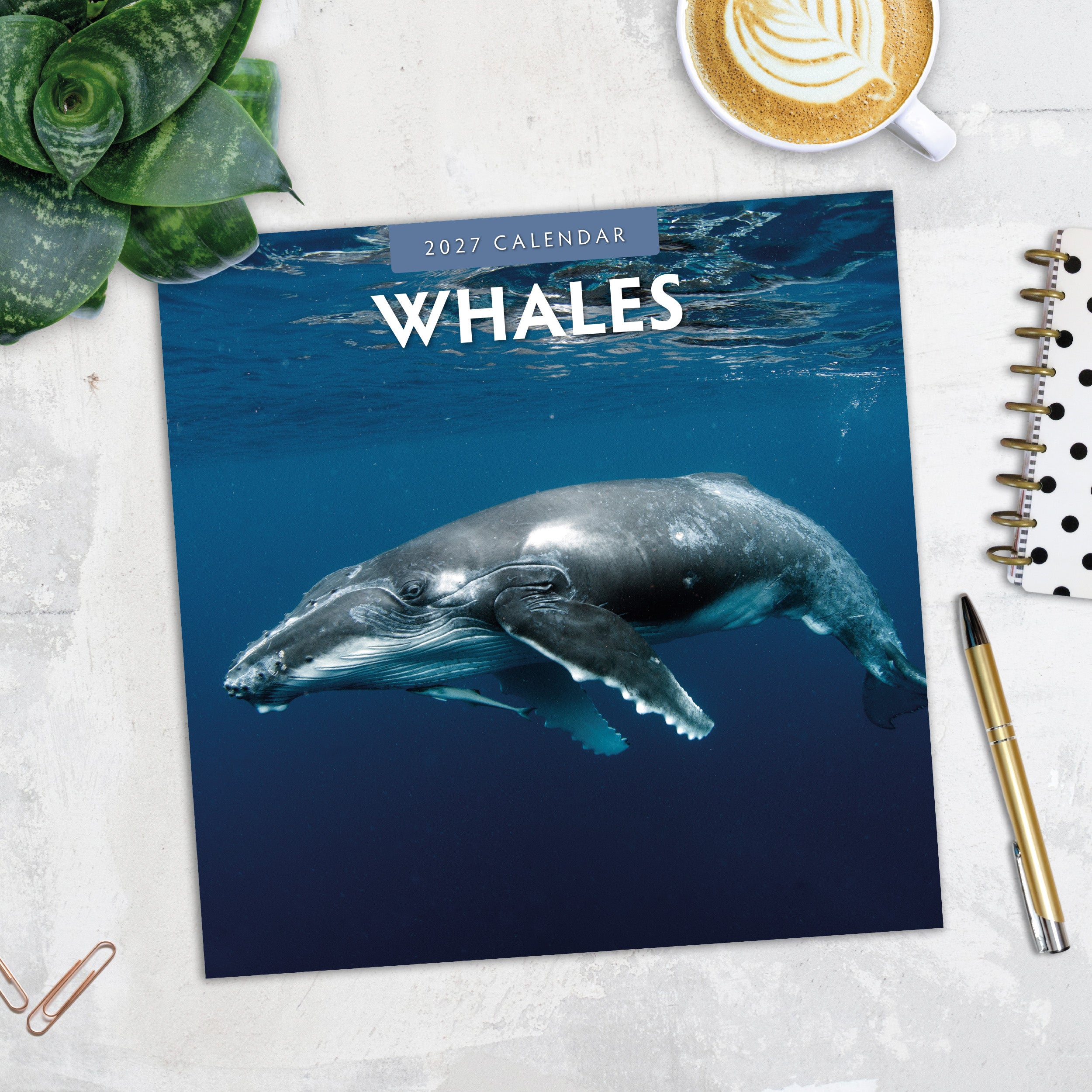 2027 Whales - Square Wall Calendar