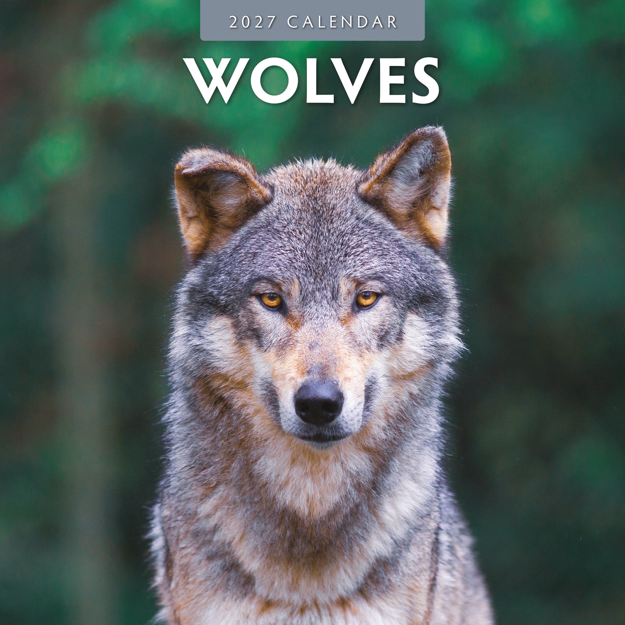2027 Wolves - Square Wall Calendar