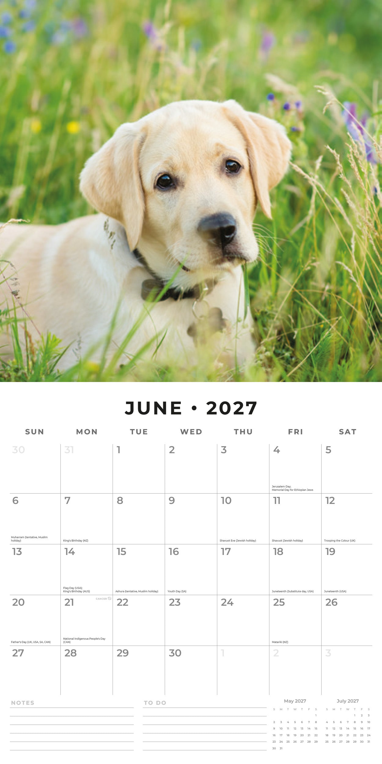 2027 Yellow Labrador - Square Wall Calendar