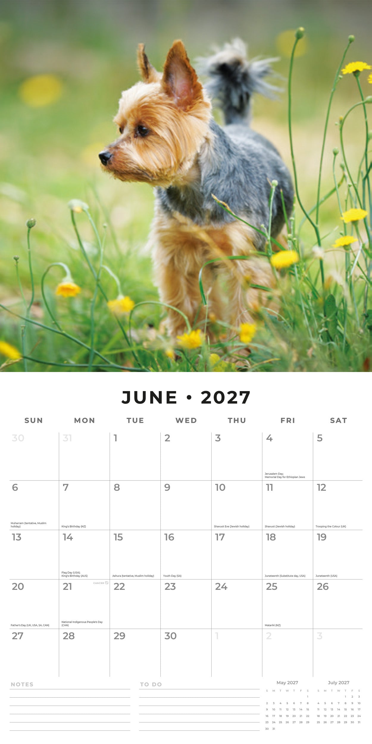 2027 Yorkshire Terriers - Square Wall Calendar