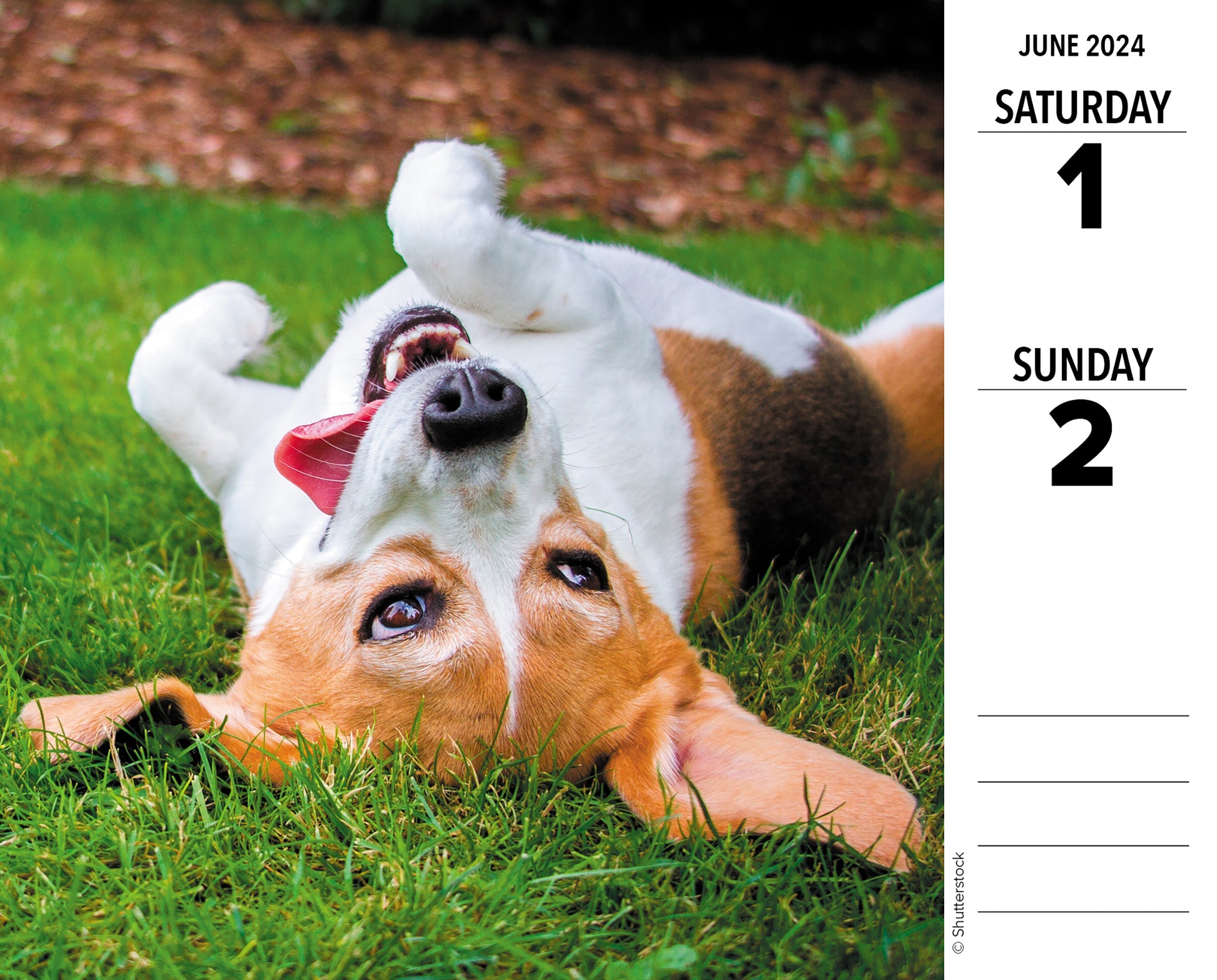 2024 Beagles Daily Boxed PageADay Dogs & Puppies Calendars by