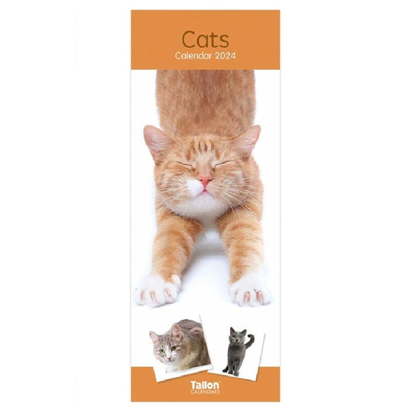 Cat Meme Coaster Funny Striped Cat Coaster Surprised Kitty -  Ireland