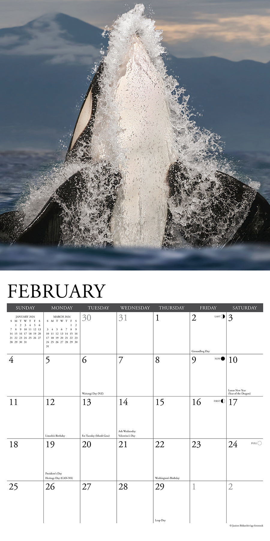2024 Orca (Journey With the) Square Wall Calendar Animals