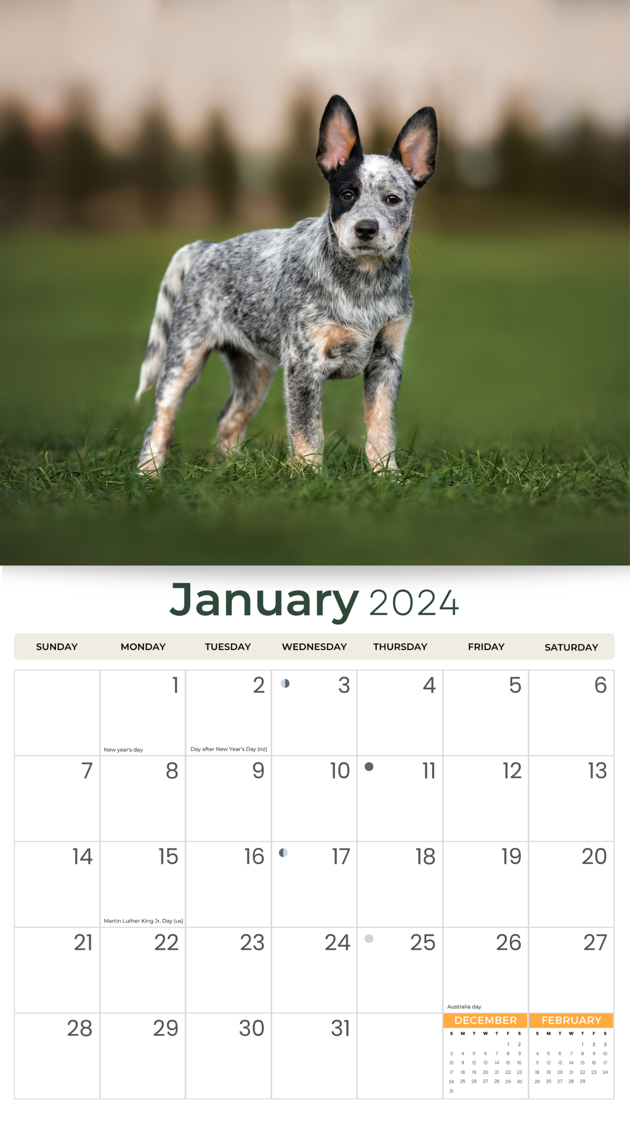 2024 Australian Cattle Dogs Deluxe Wall Calendar Dogs & Puppies