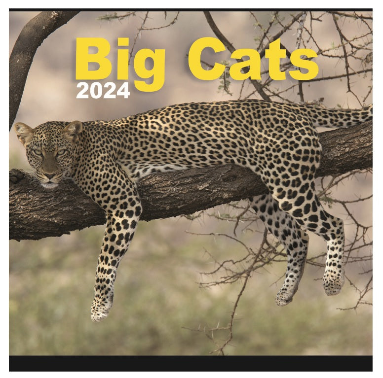 2024 Big Cats (By Tallon) - Square Wall Calendar  SOLD OUT