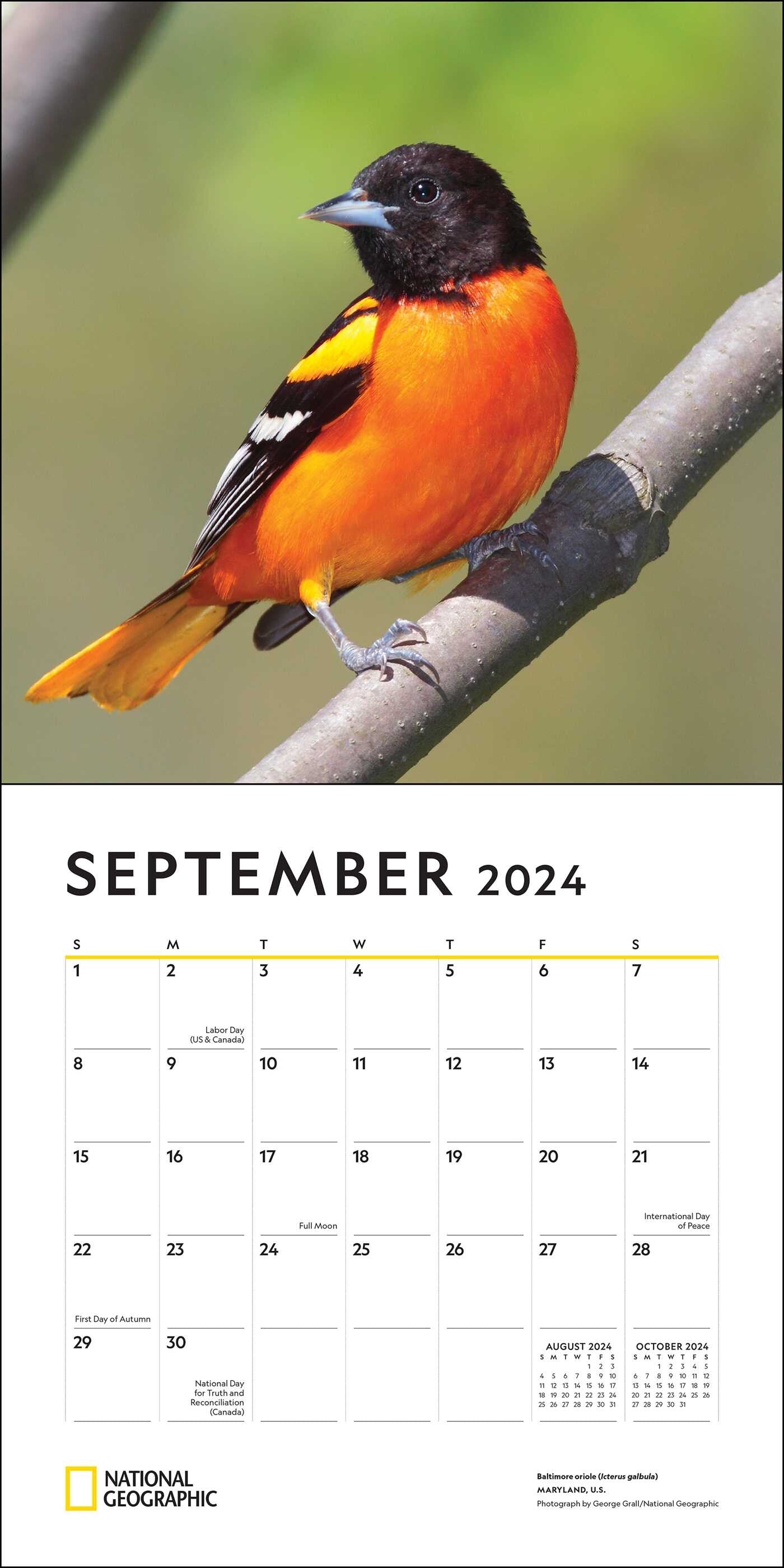 2024 Backyard Birds National Geographic Square Wall Calendar   084191f25a9e3131d7242fc3d63a5d11 