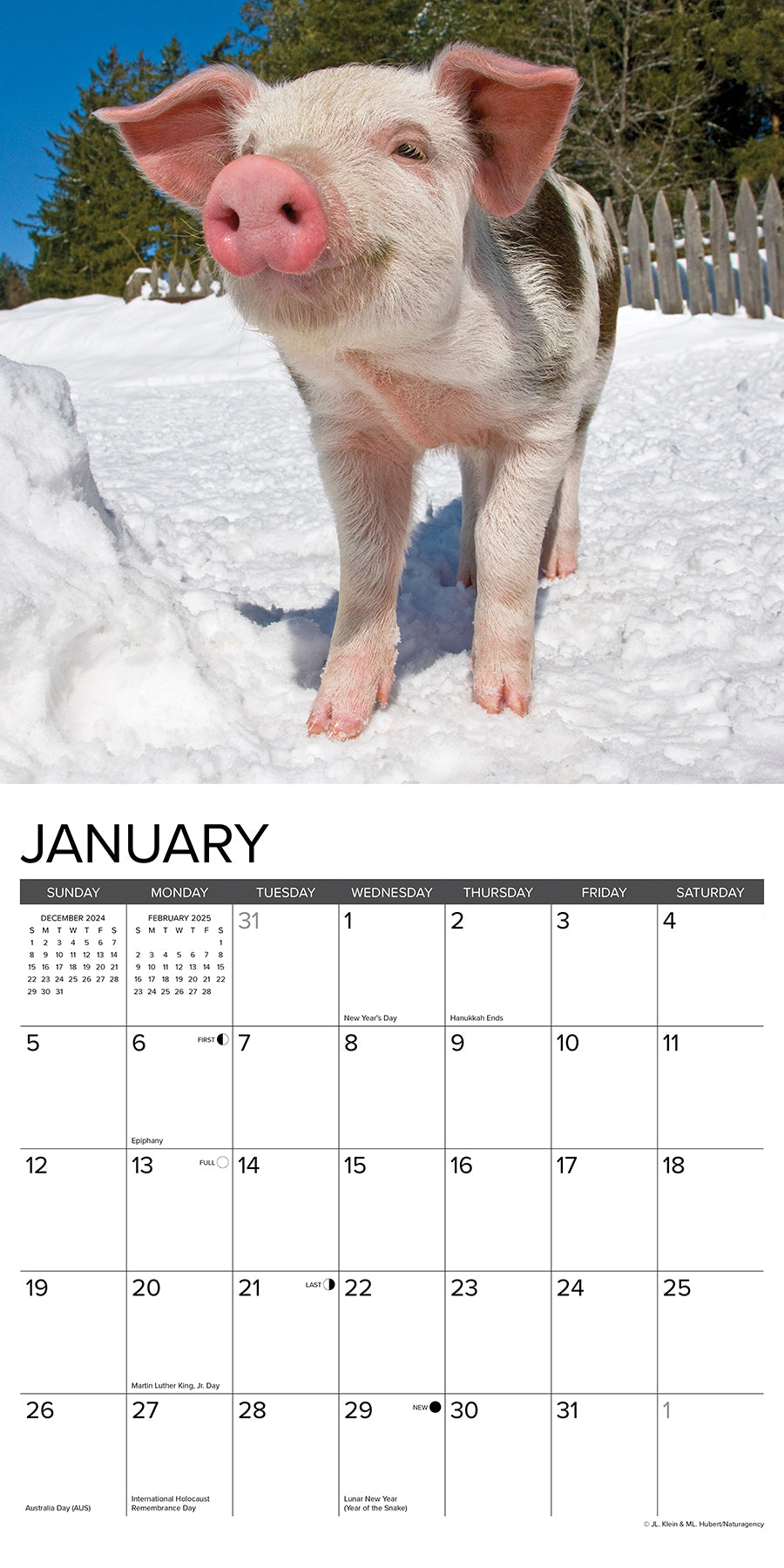 2025 12 Little Piggies - Square Wall Calendar