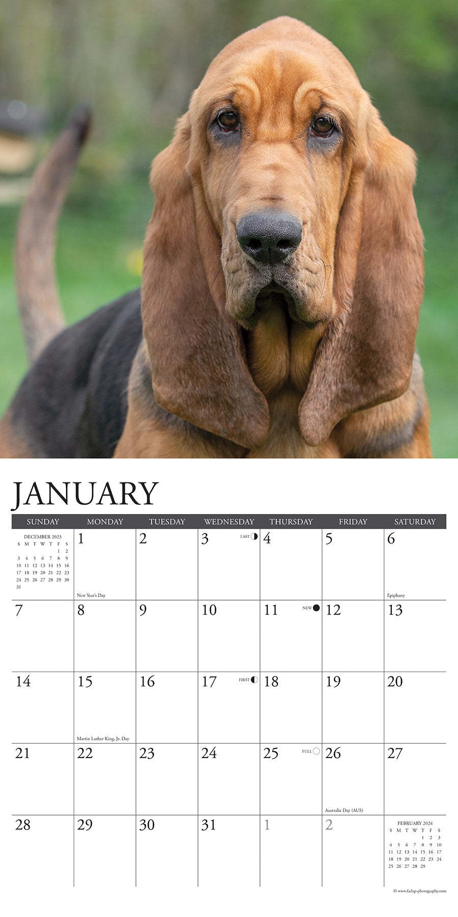 2024 Just Bloodhounds - Square Wall Calendar