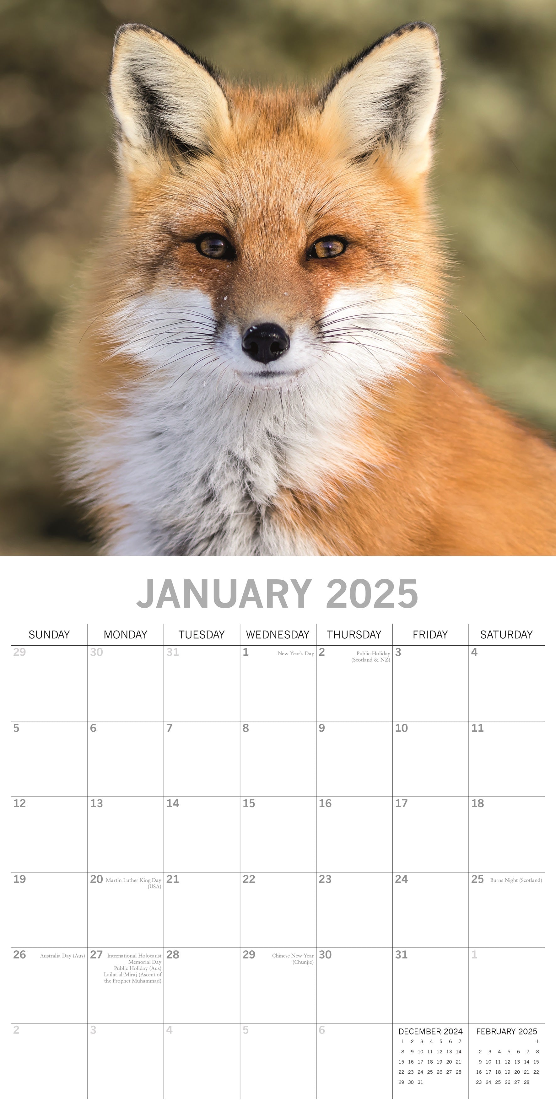 2025 Foxes - Square Wall Calendar