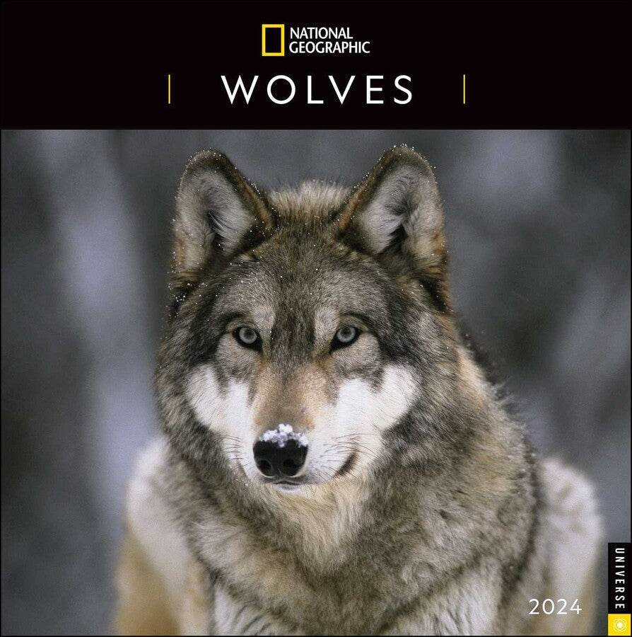 2024 Wolves: National Geographic - Square Wall Calendar