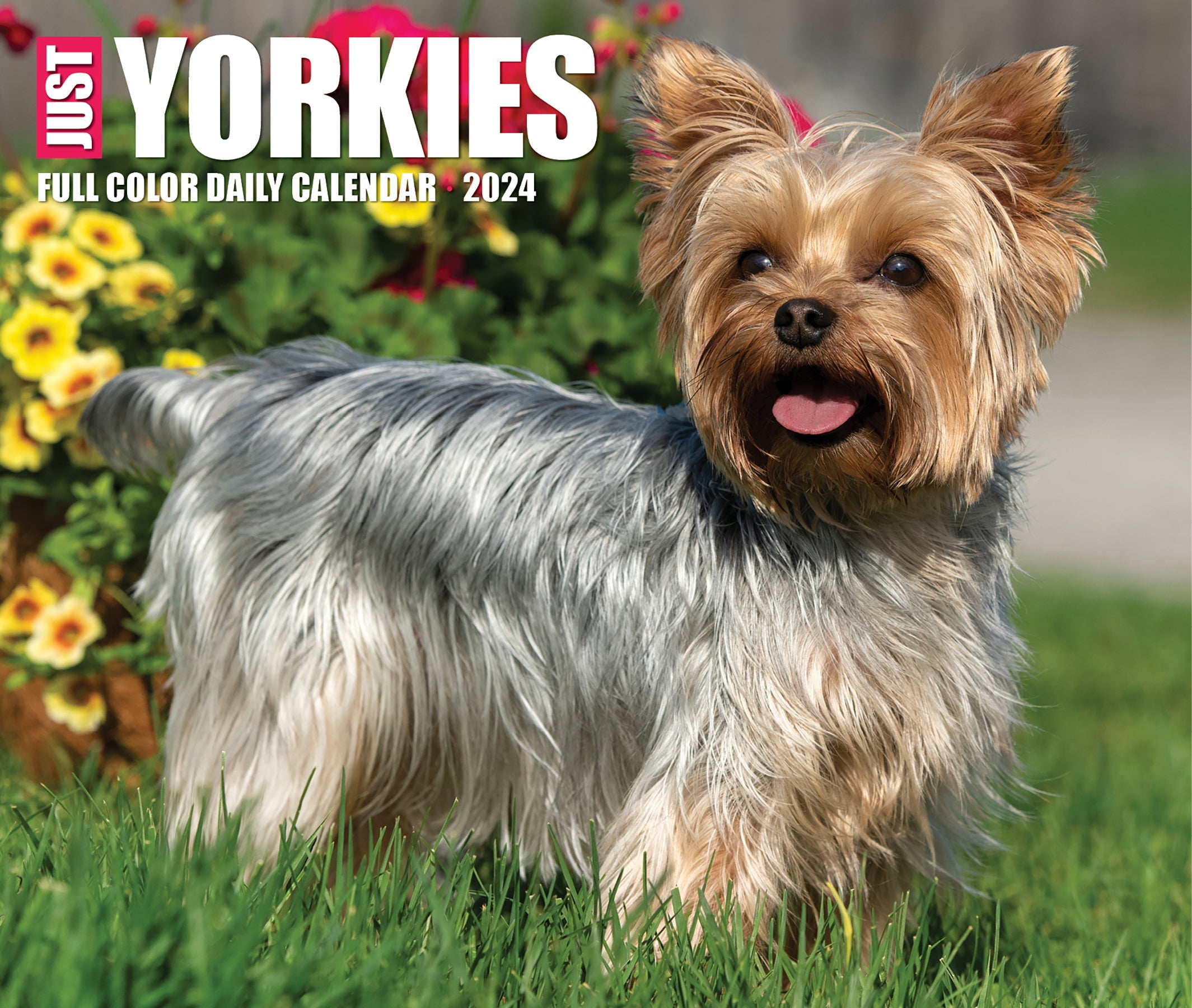 2024 Yorkies - Daily Boxed Page-A-Day Calendar