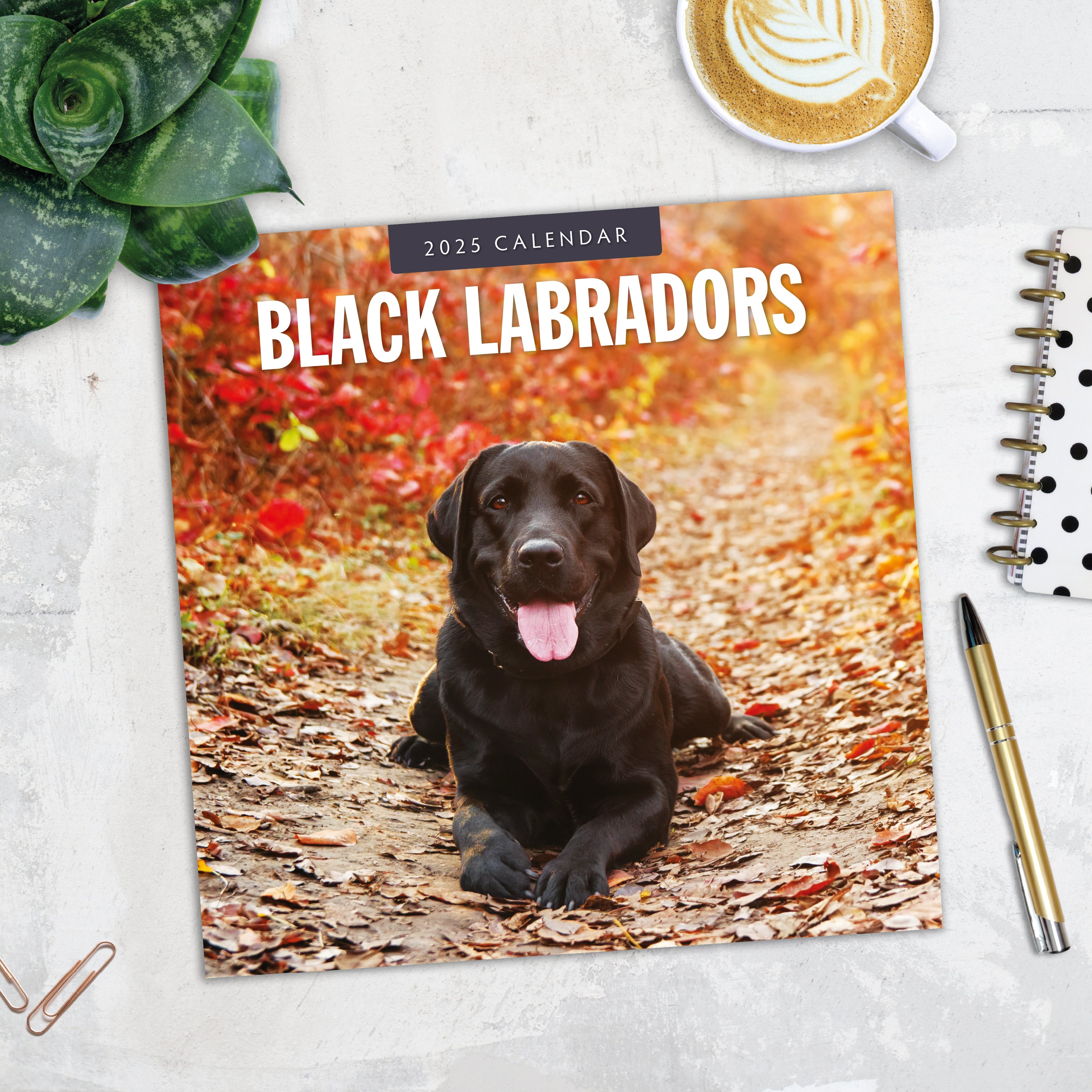 2025 Black Labradors - Square Wall Calendar