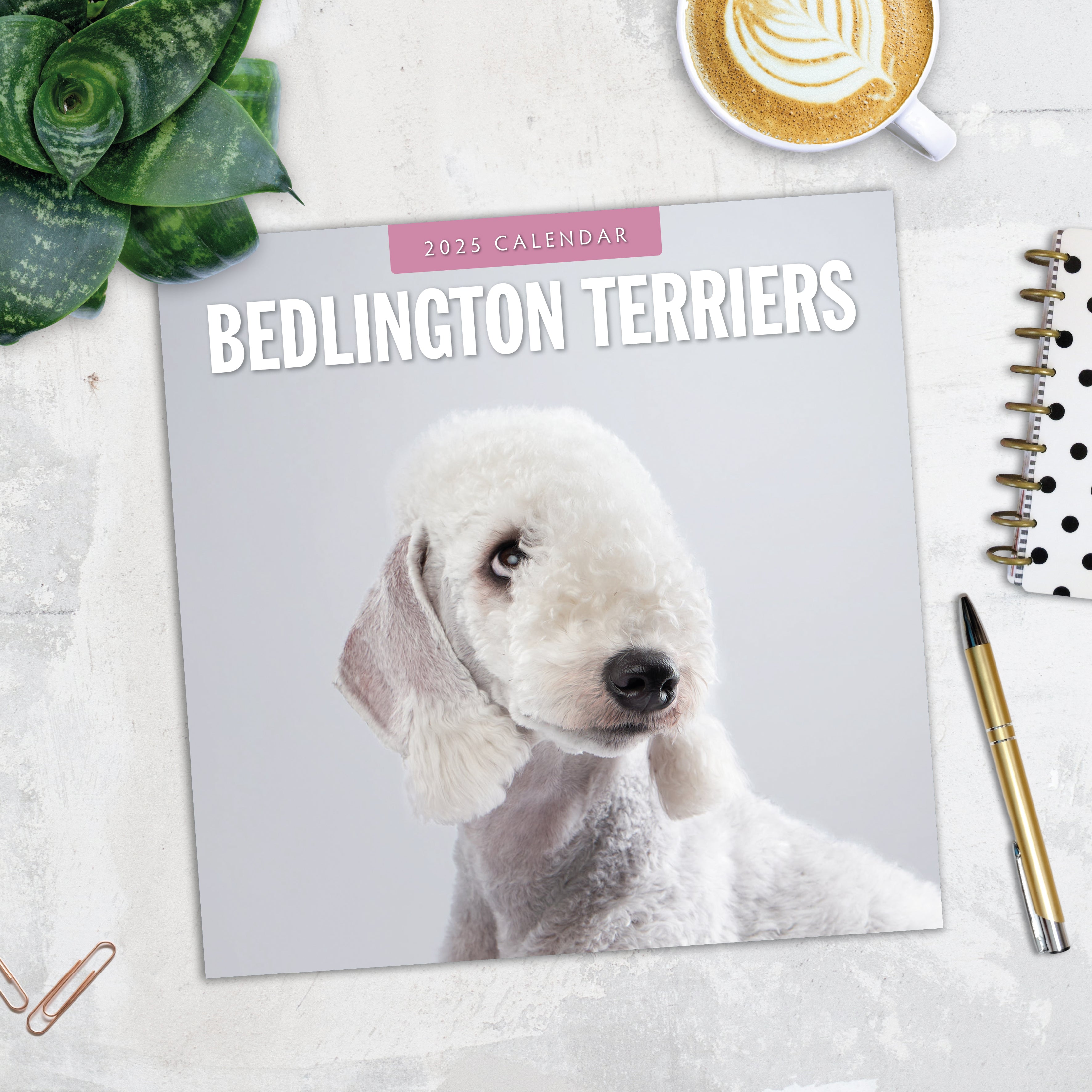 2025 Bedlington Terriers - Square Wall Calendar