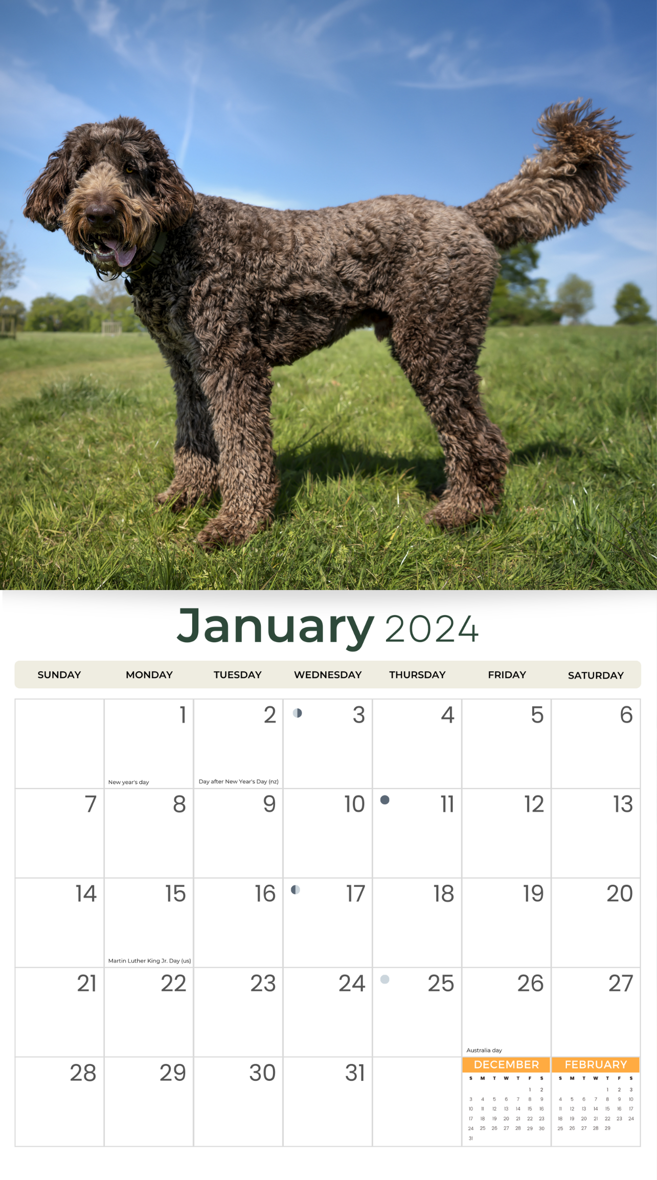 2024 Labradoodles Dogs & Puppies - Deluxe Wall Calendar by Just Calendars - 16 Month - Plastic Free