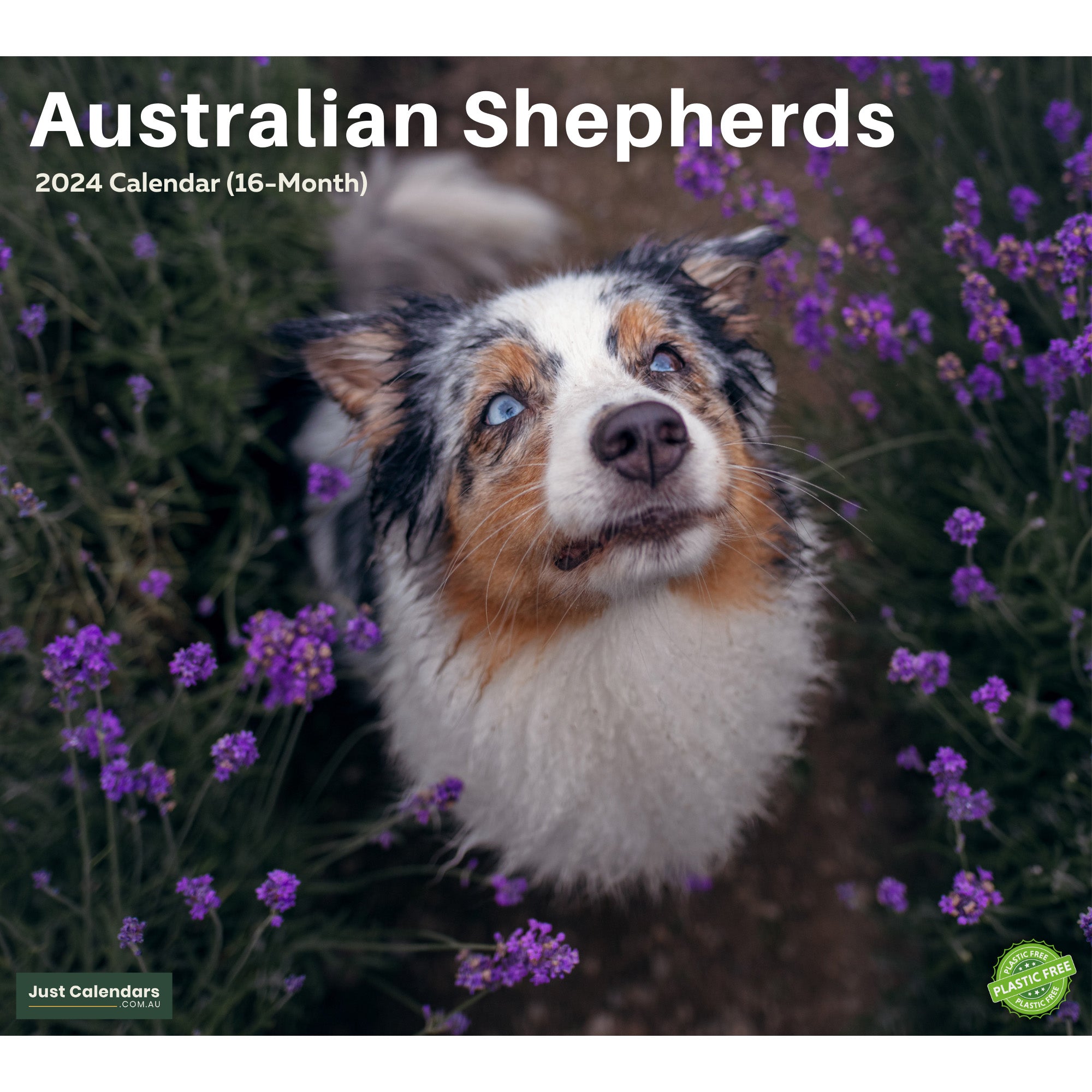 2024 Australian Shepherds Dogs & Puppies - Deluxe Wall Calendar by Just Calendars - 16 Month - Plastic Free